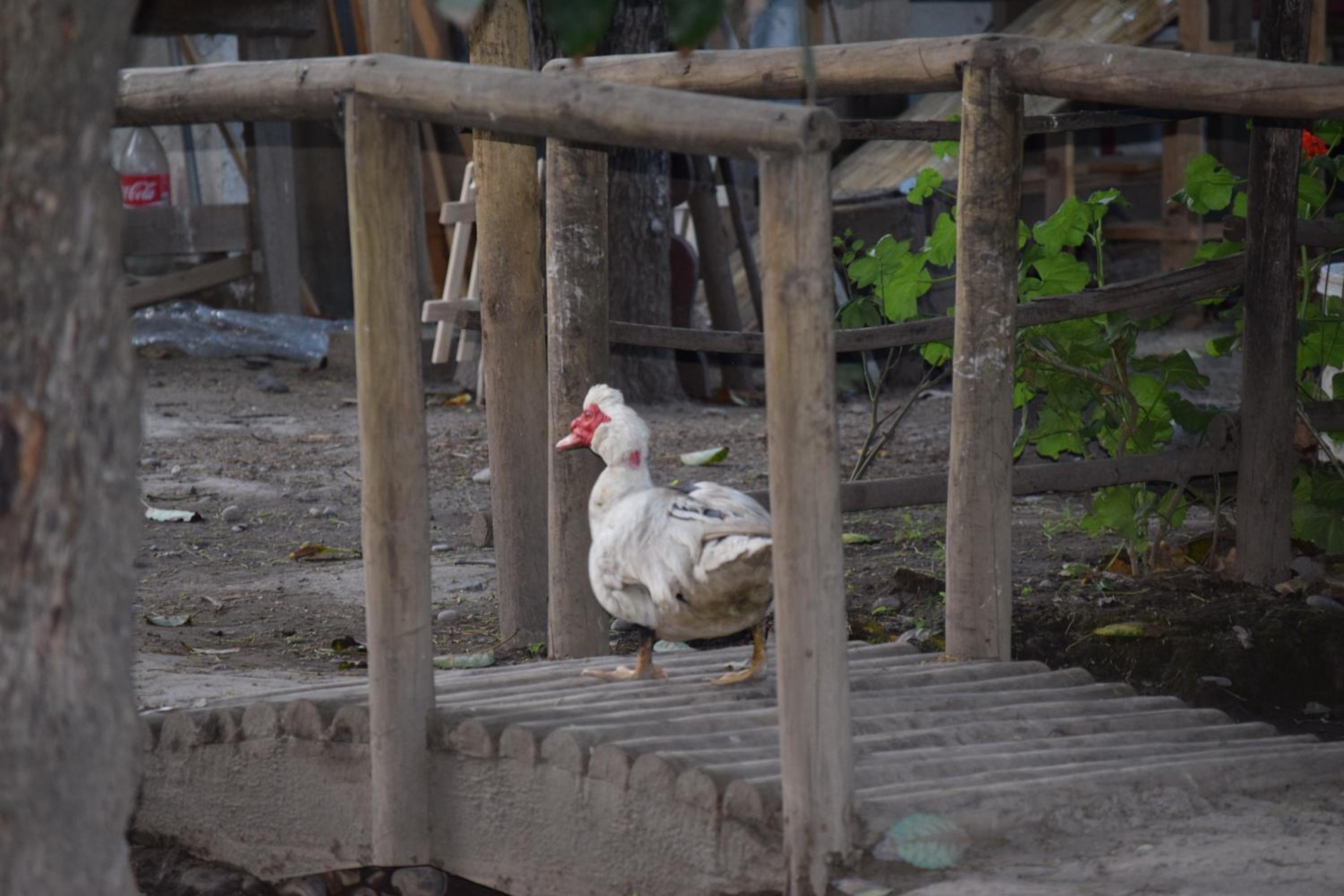 Alojamiento Rural Casa Quinta Peumayen