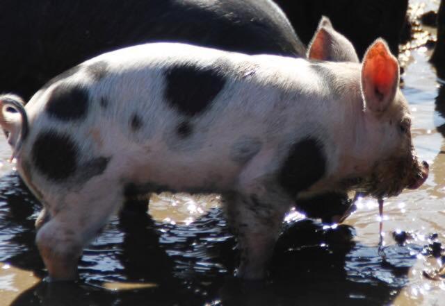 Freshwater Creek Cottages & Farm Stay