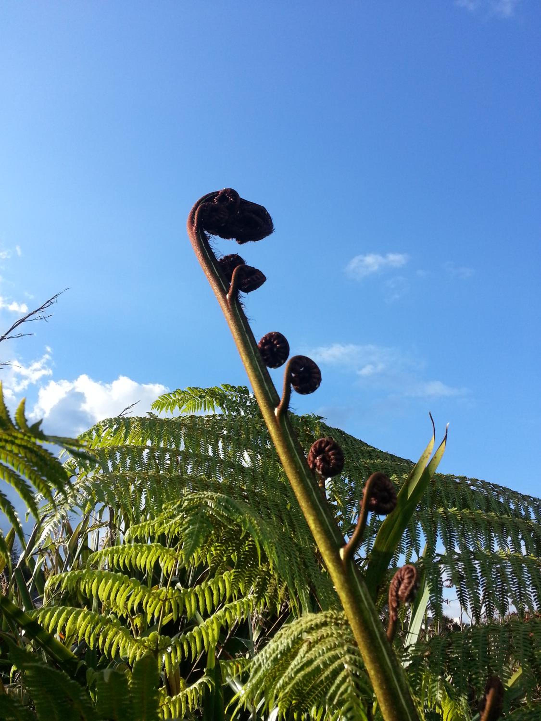 Lush & Co Auckland Bed & Breakfast