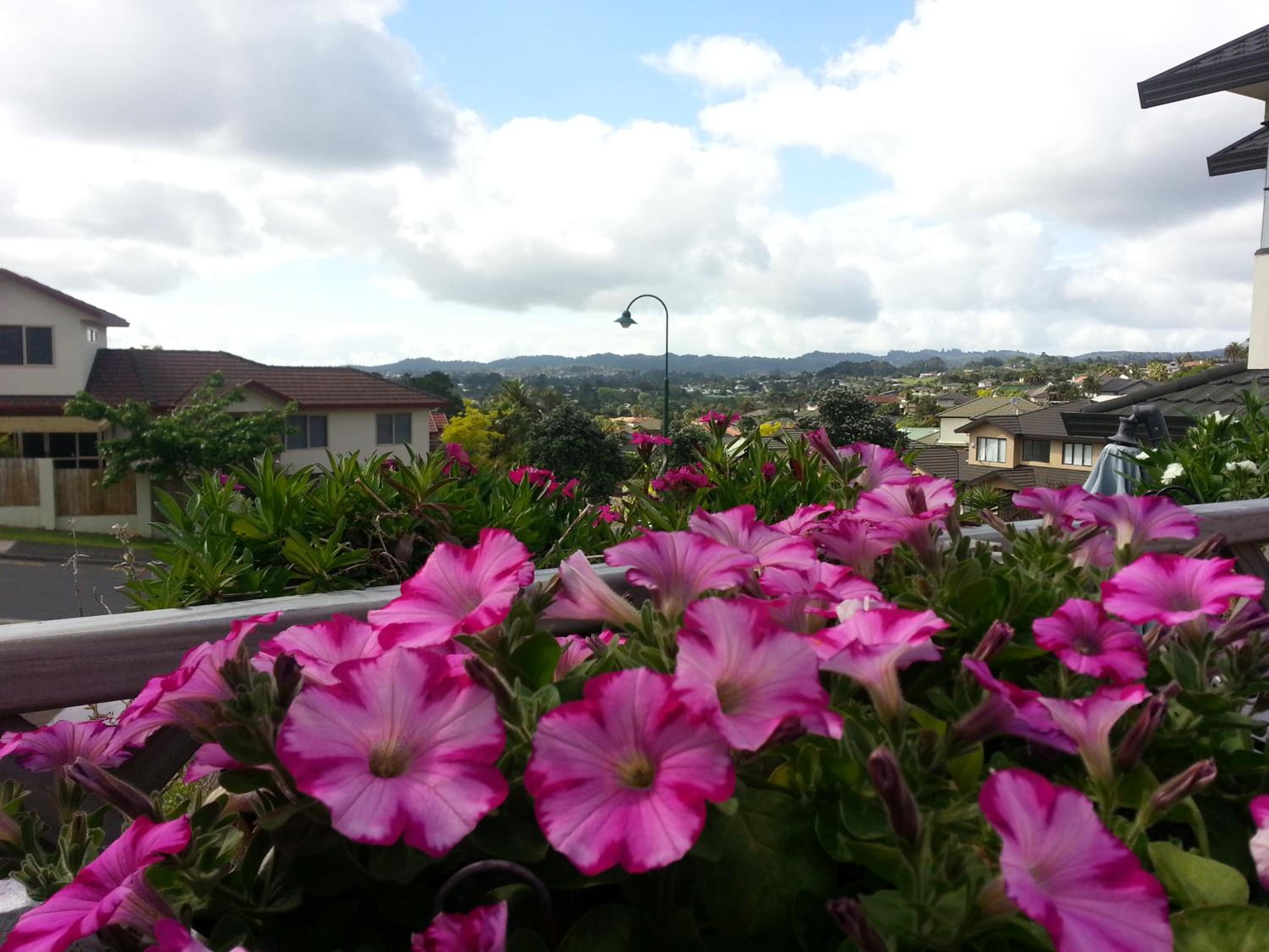 Lush & Co Auckland Bed & Breakfast