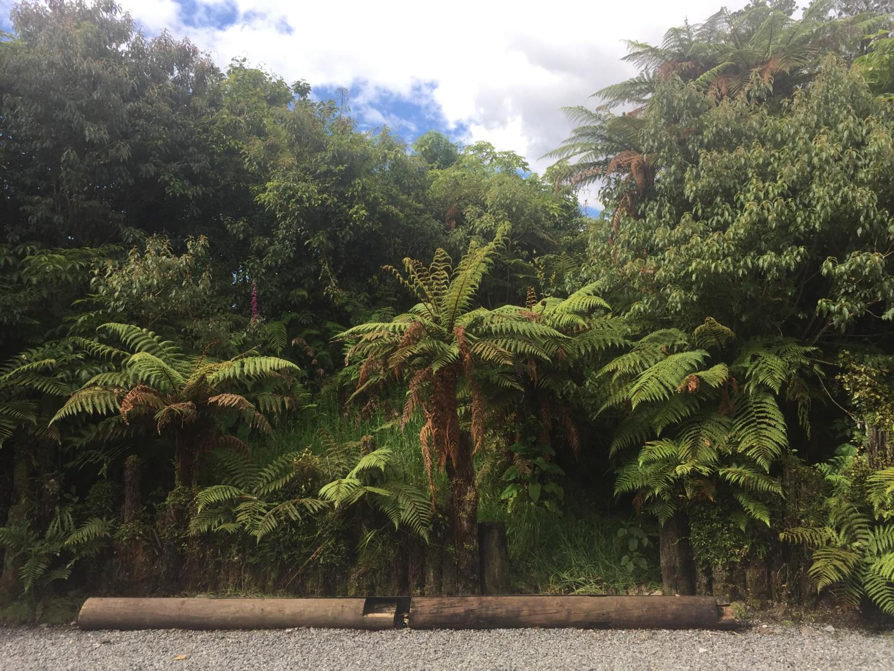 Rainforest Retreat