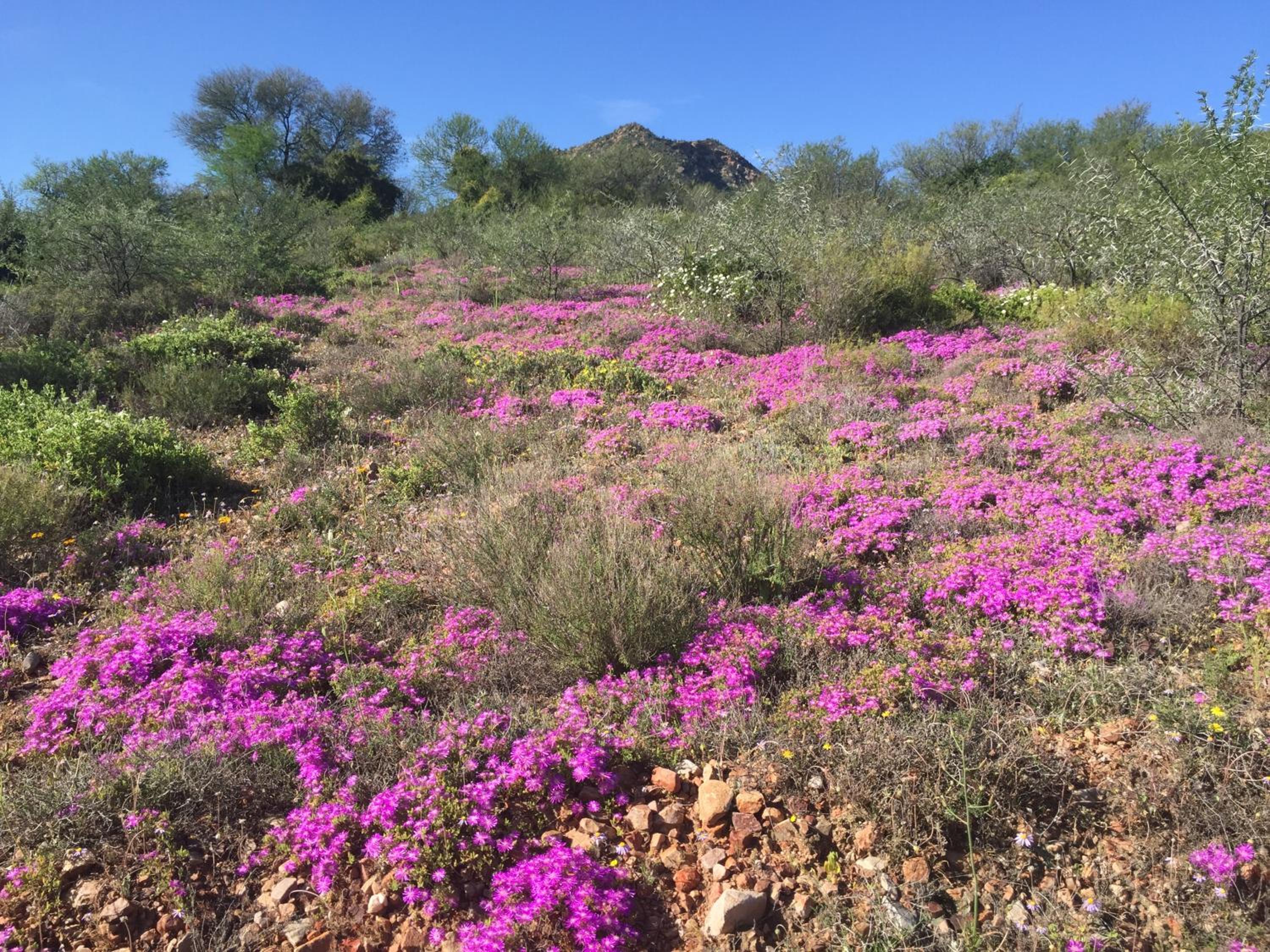 Calitzdorp Country House