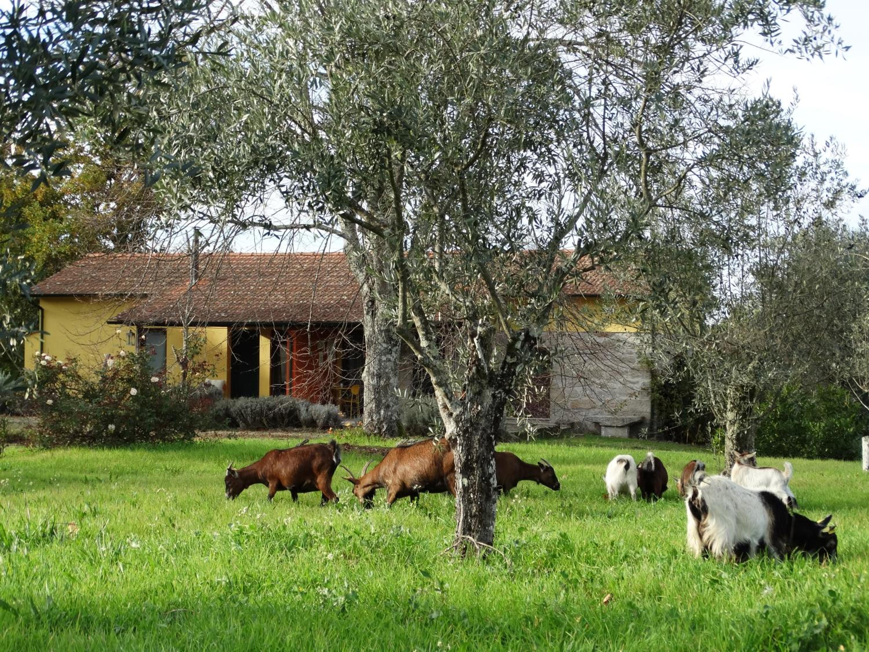 Casa Das Palmeiras-Pedagogic Farm