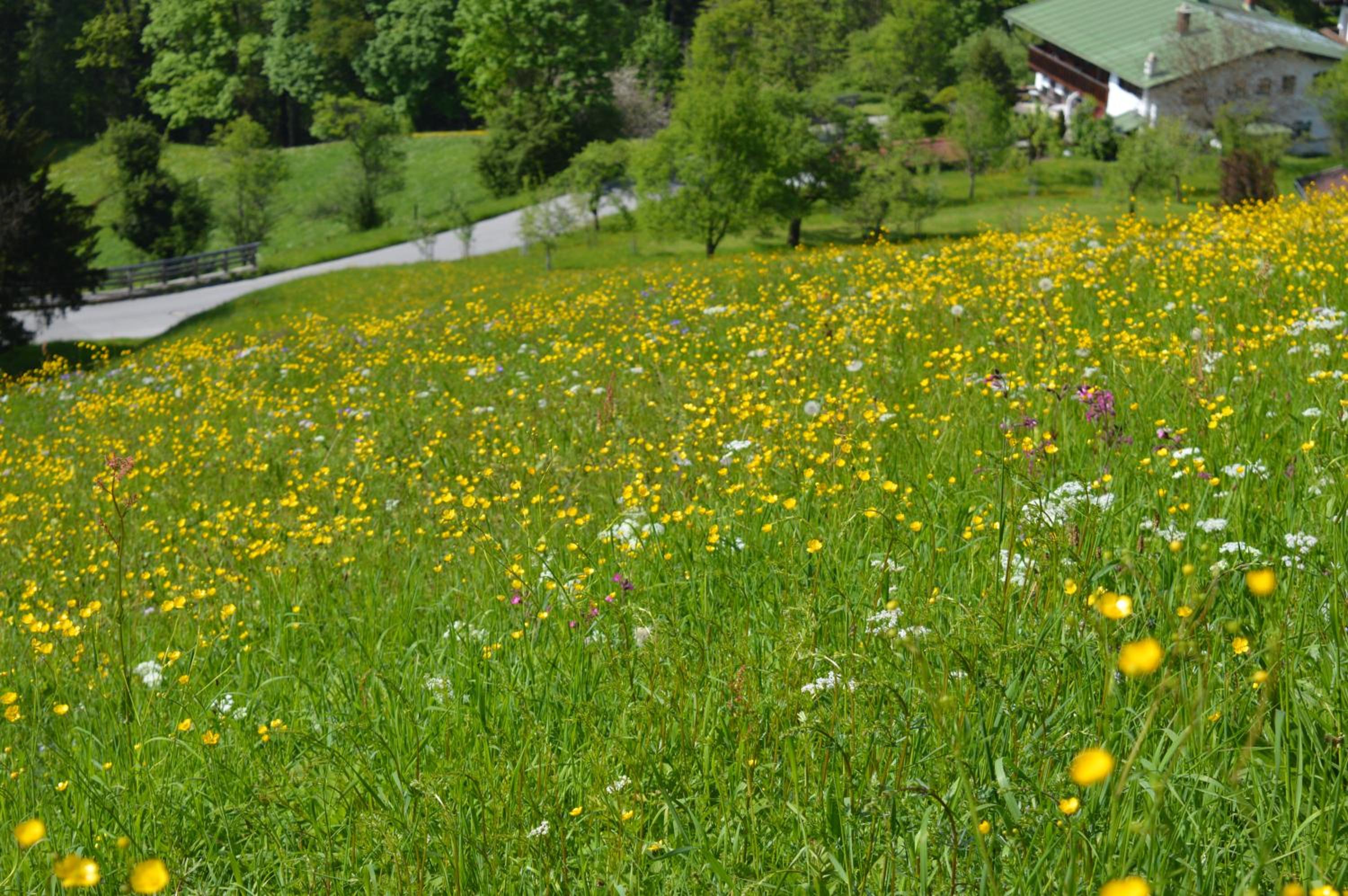 Salzbergalm