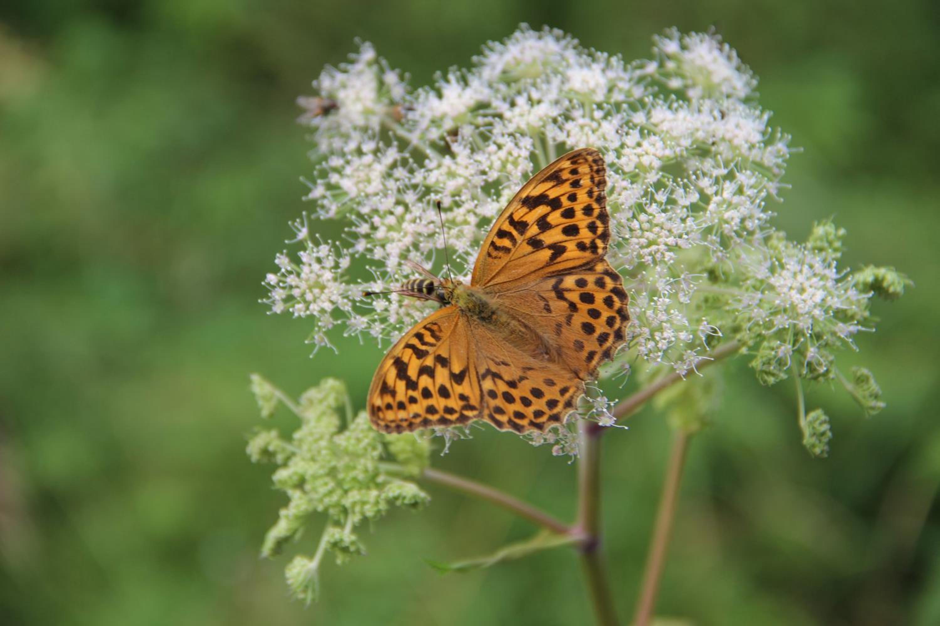 Photo 150