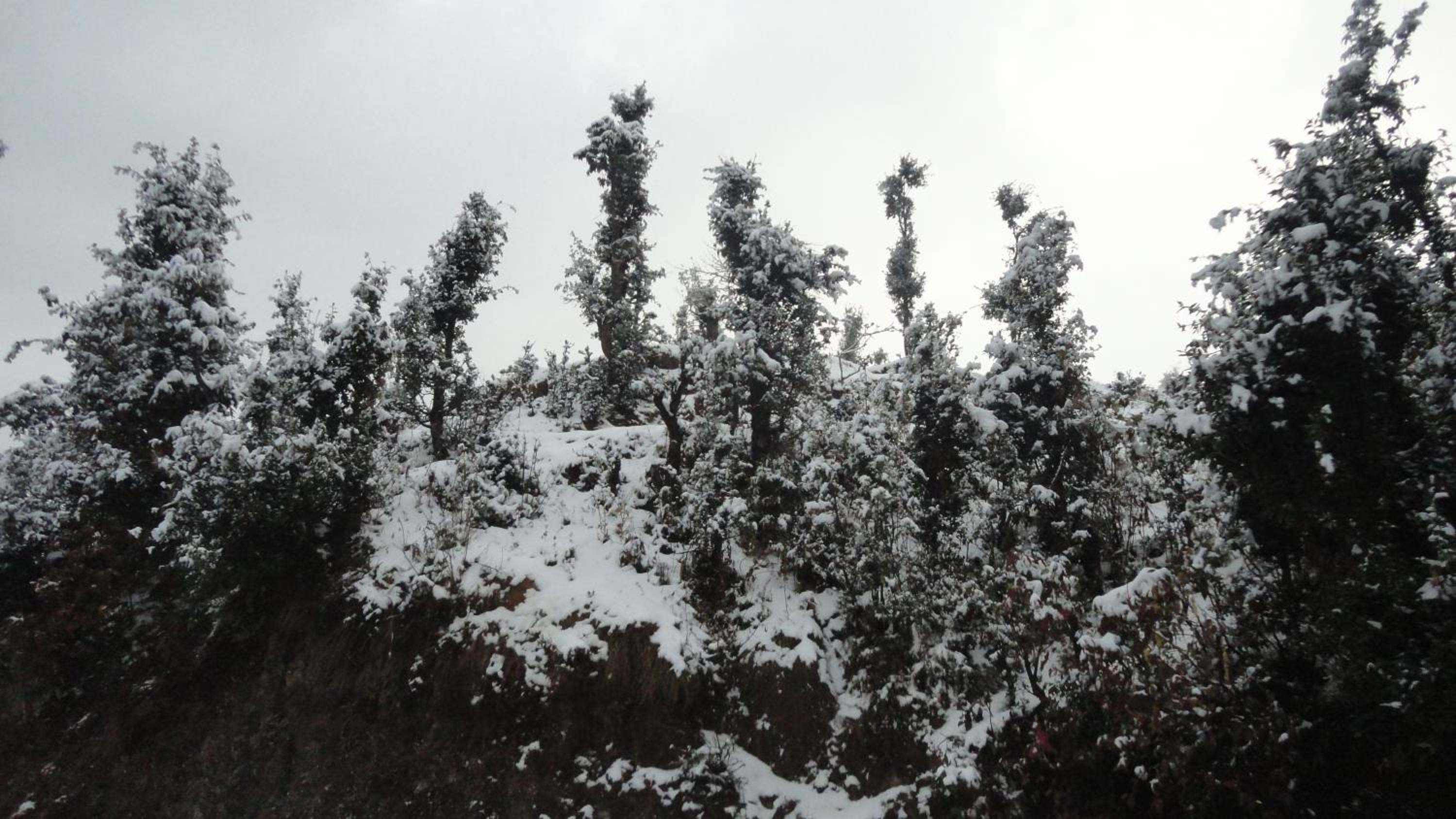 Trinetra Orchards