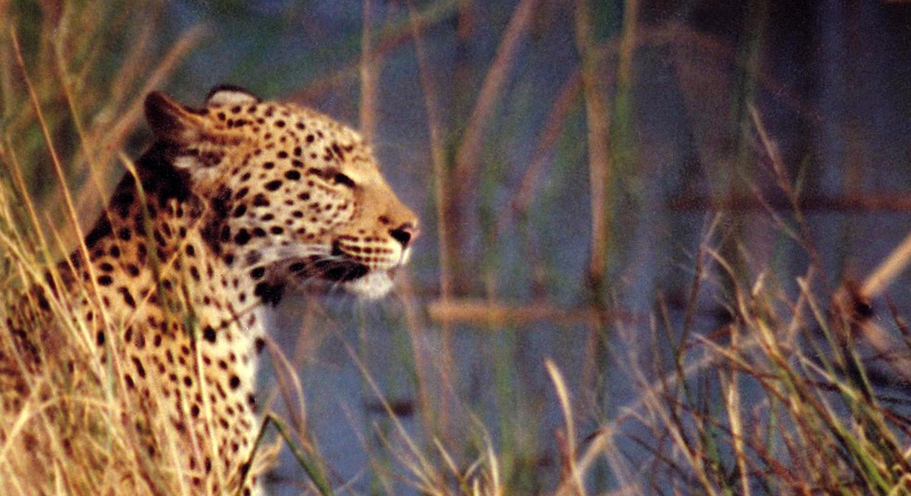 Island Safari Lodge