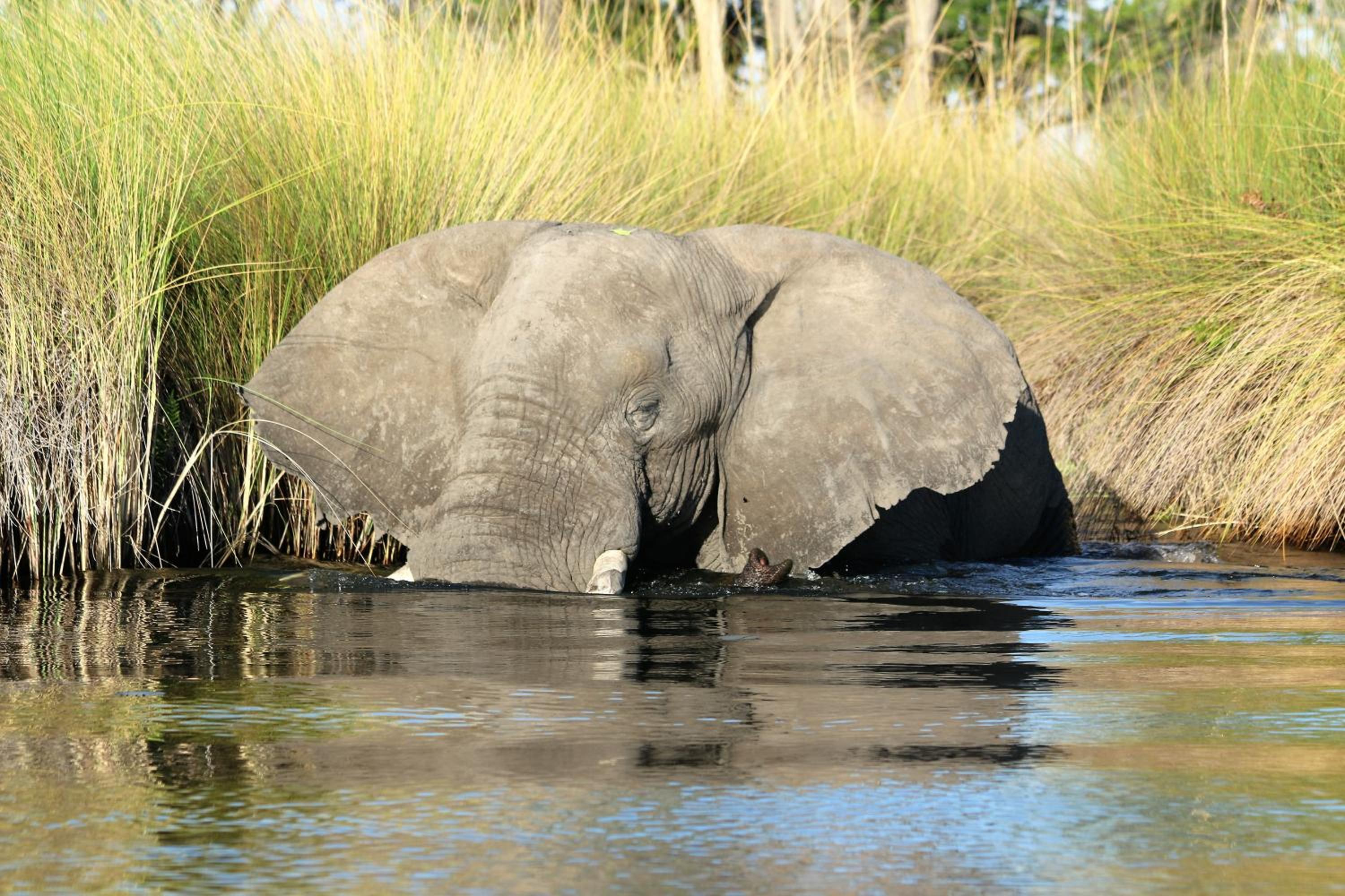 Island Safari Lodge