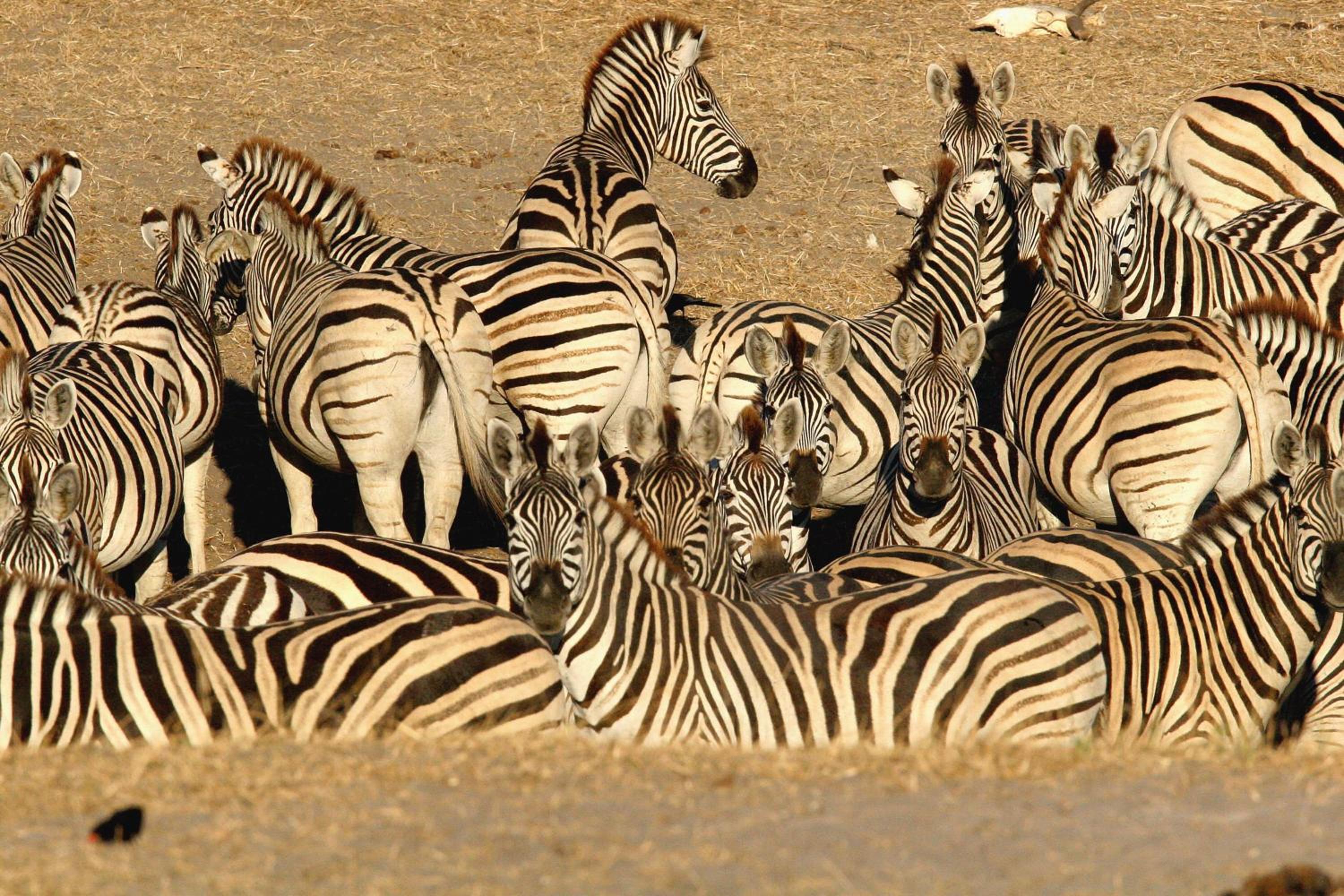 Island Safari Lodge