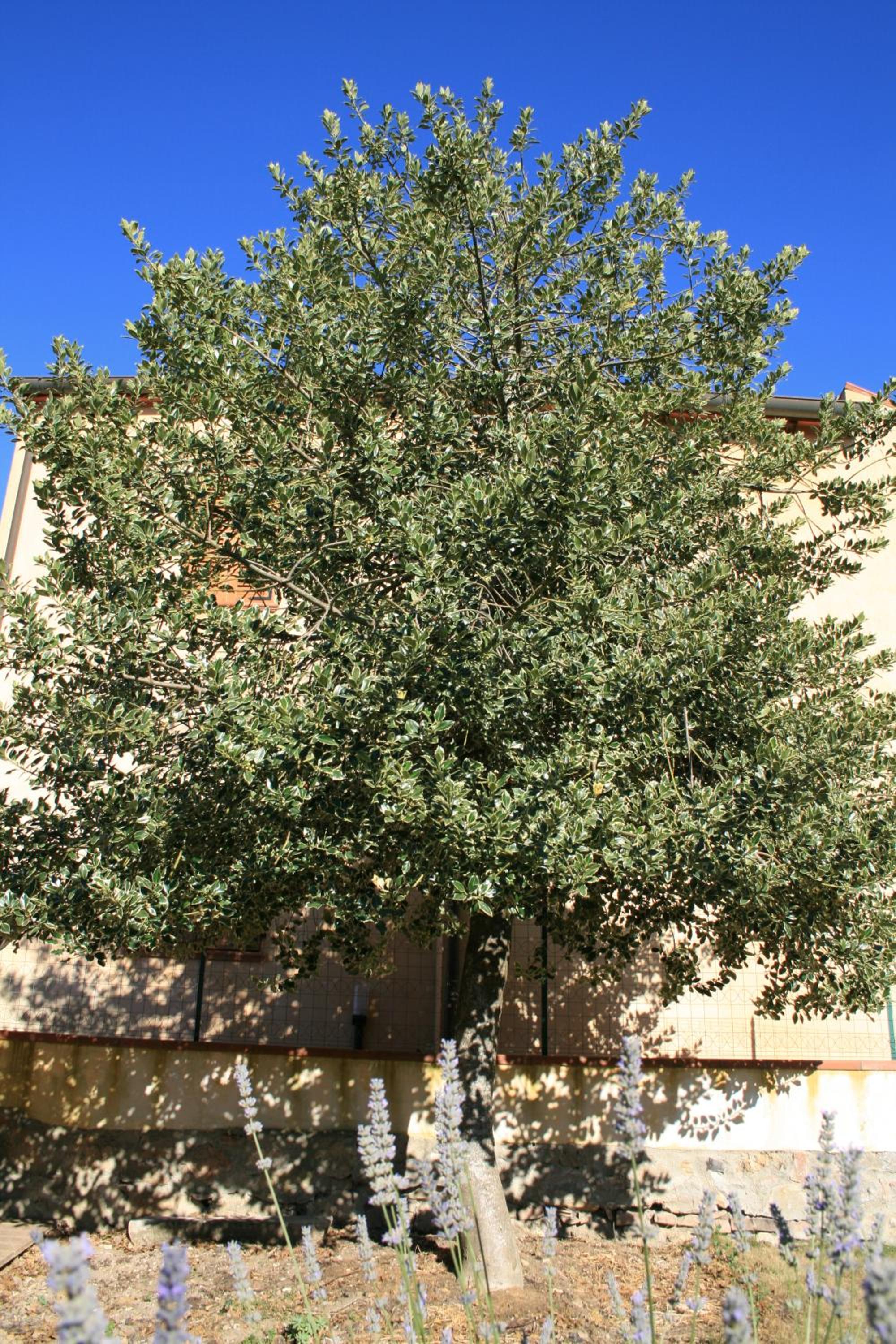 Photo 33
