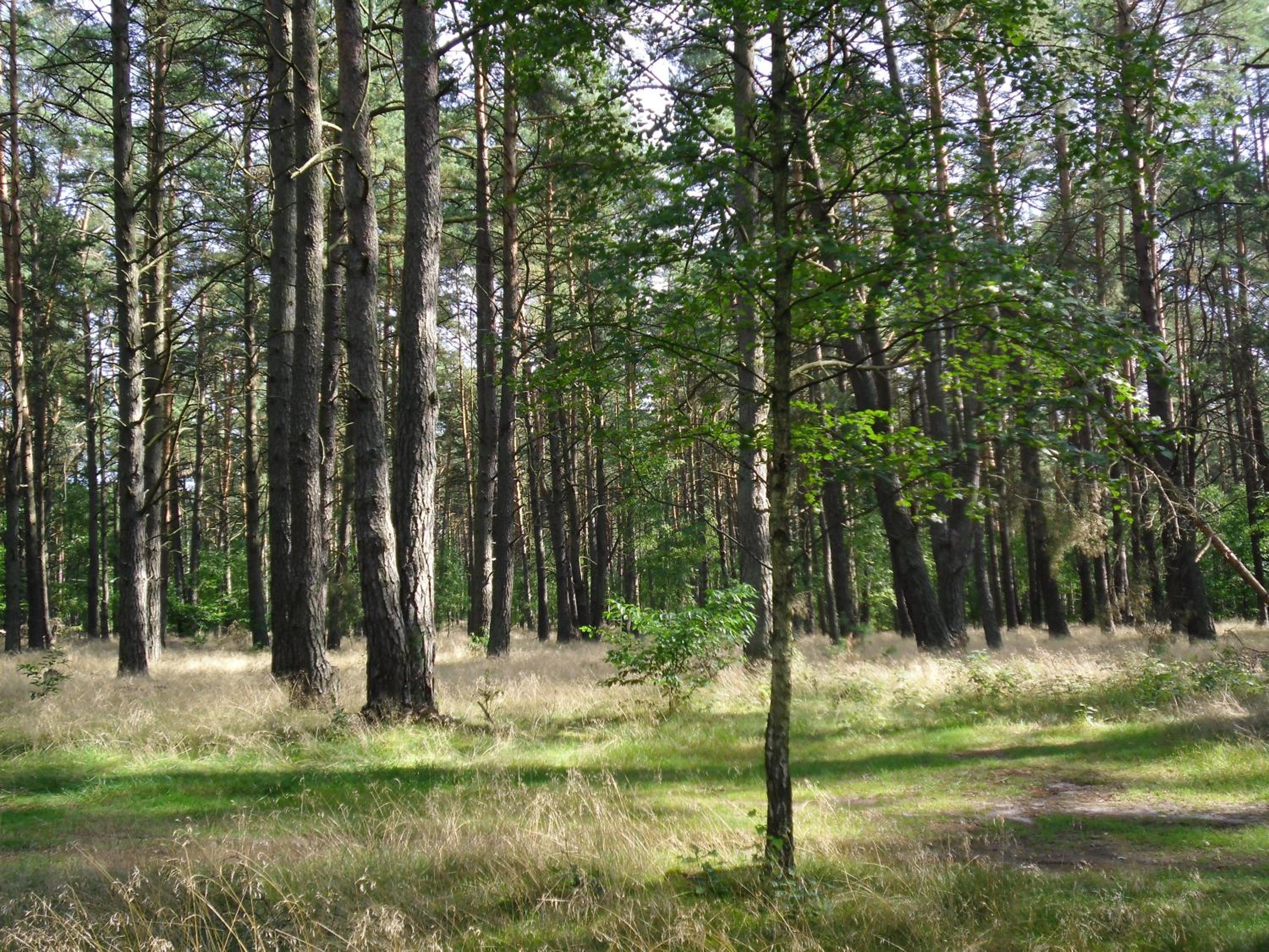 Kastavengrund - Ferienhäuser mit Kamin