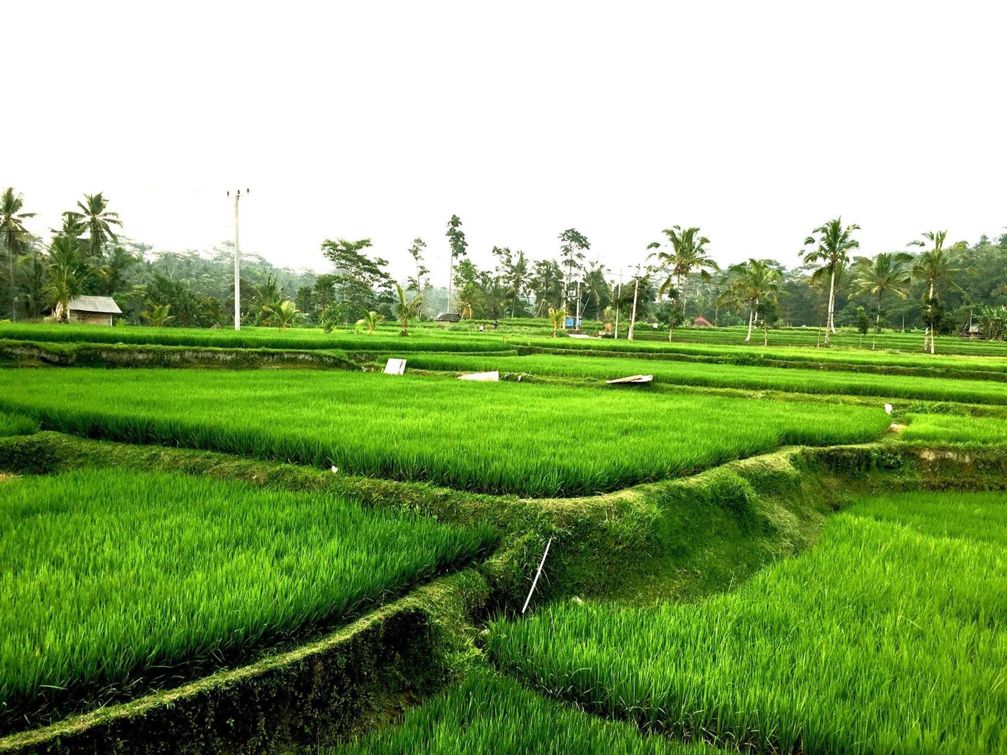 Ubud Sawah Scenery Villa and Homestay