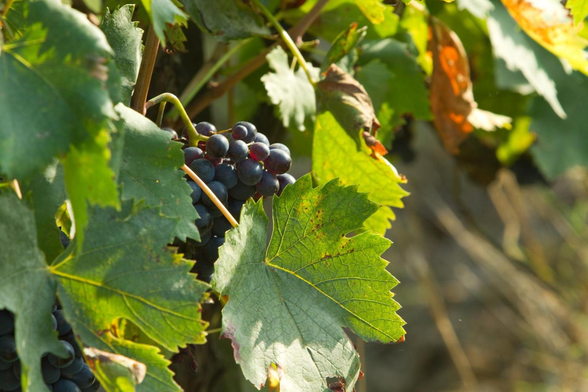 Podere San Lorenzo