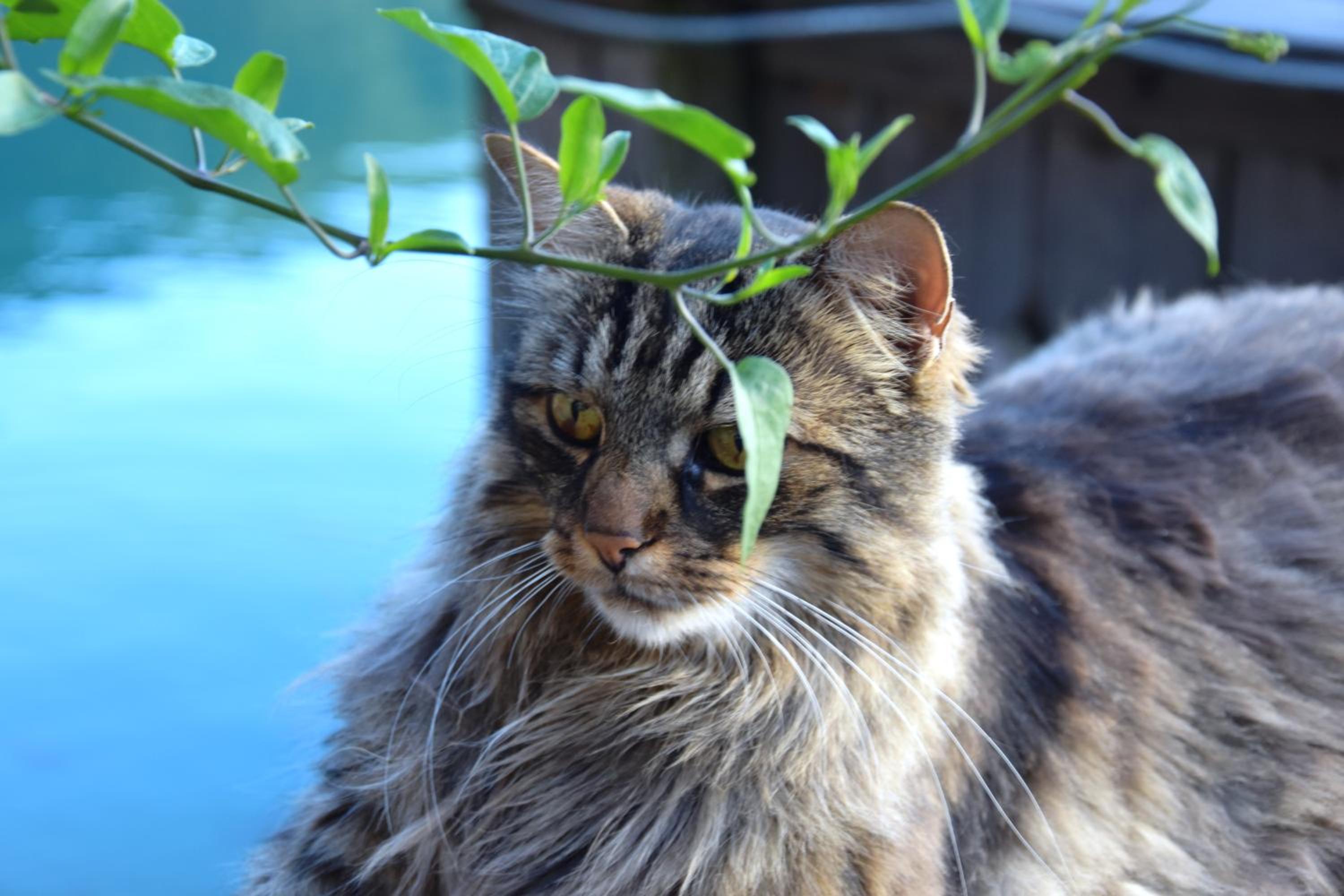 Der Ronacherfels