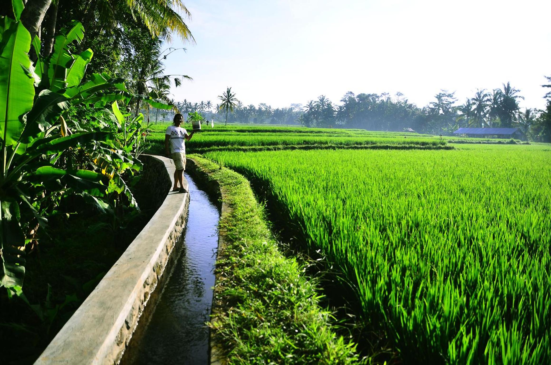 Ubud Sawah Scenery Villa and Homestay