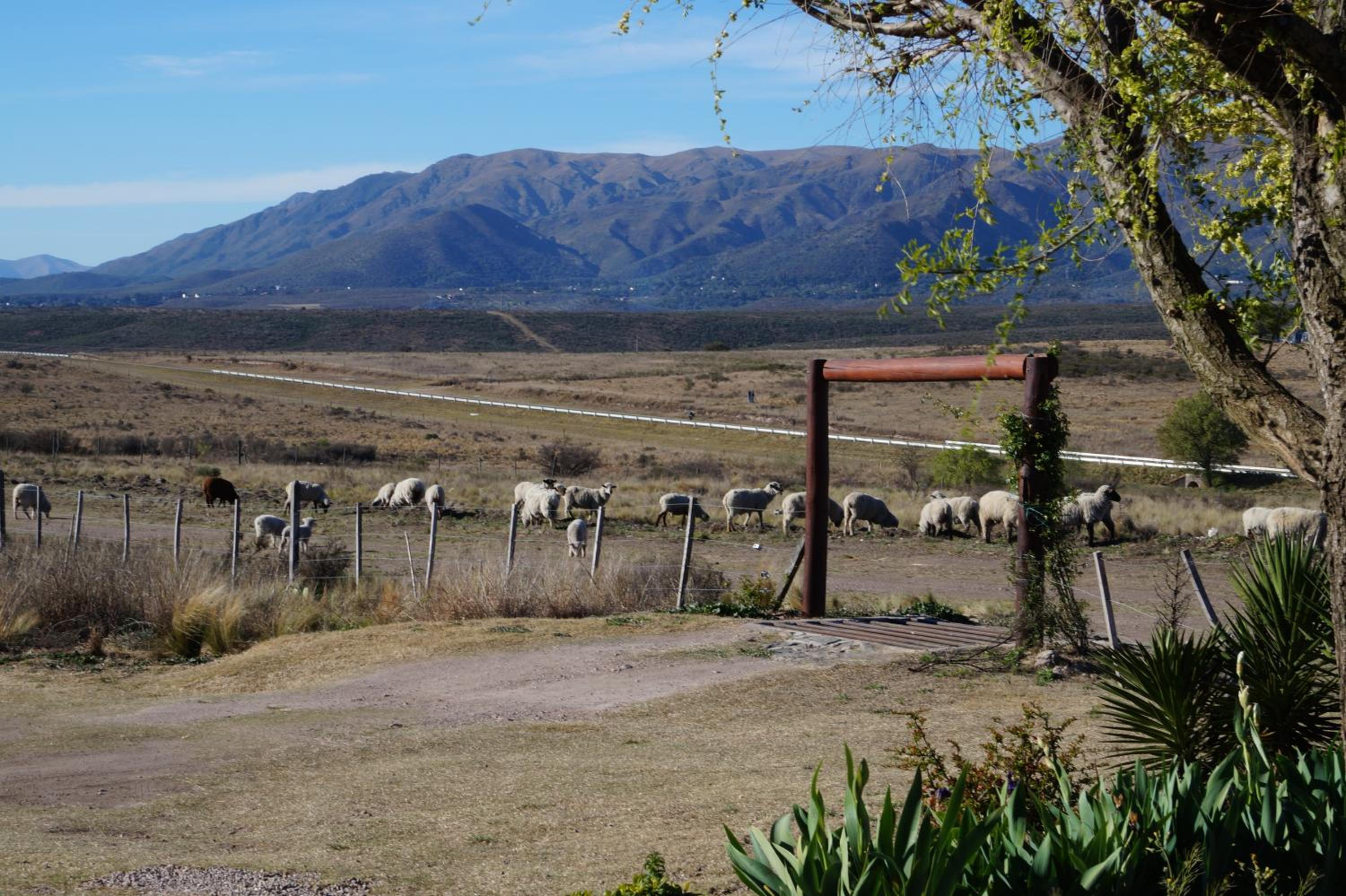 Los Chañaritos