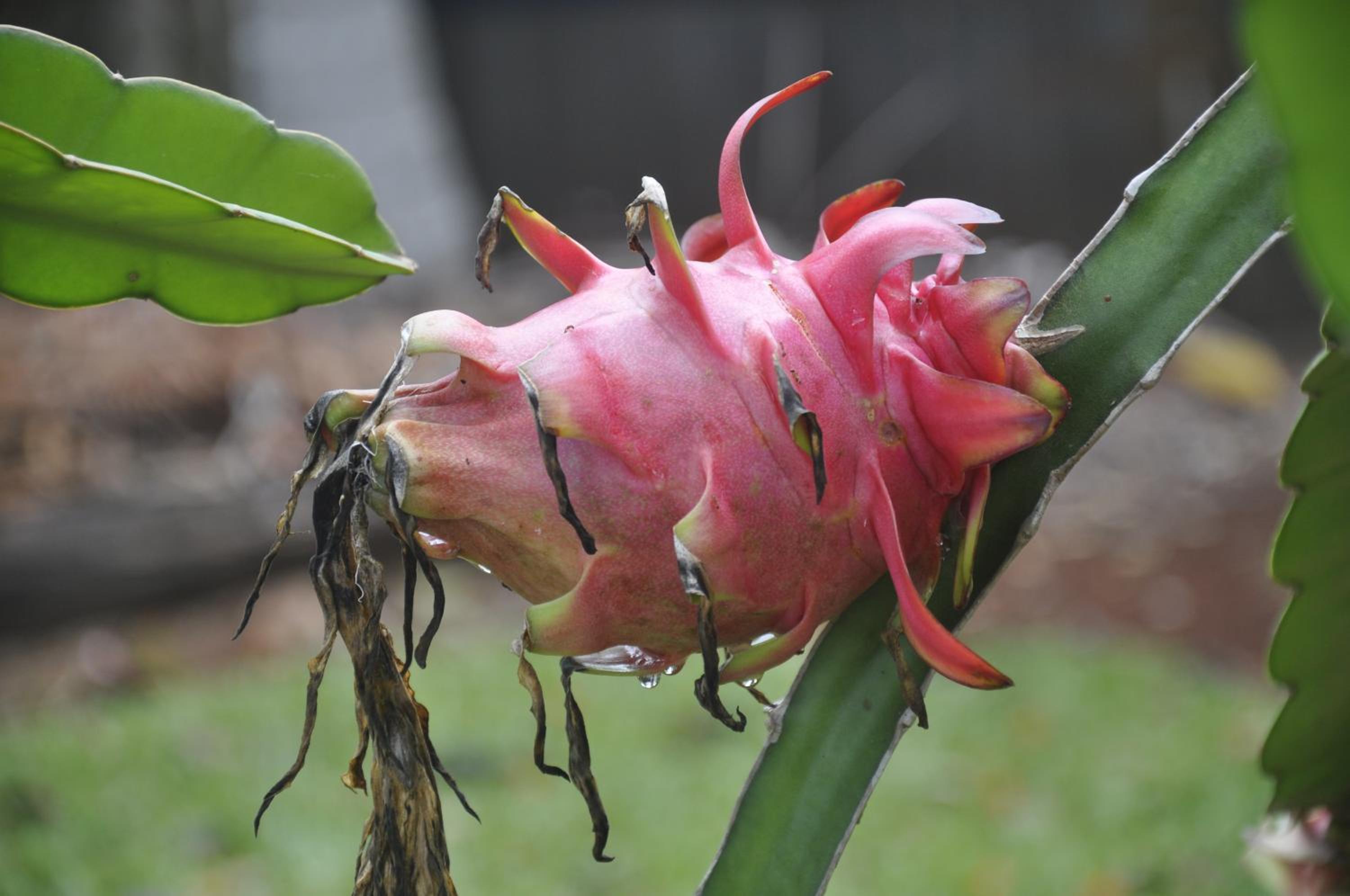 Mena Creek Flower House