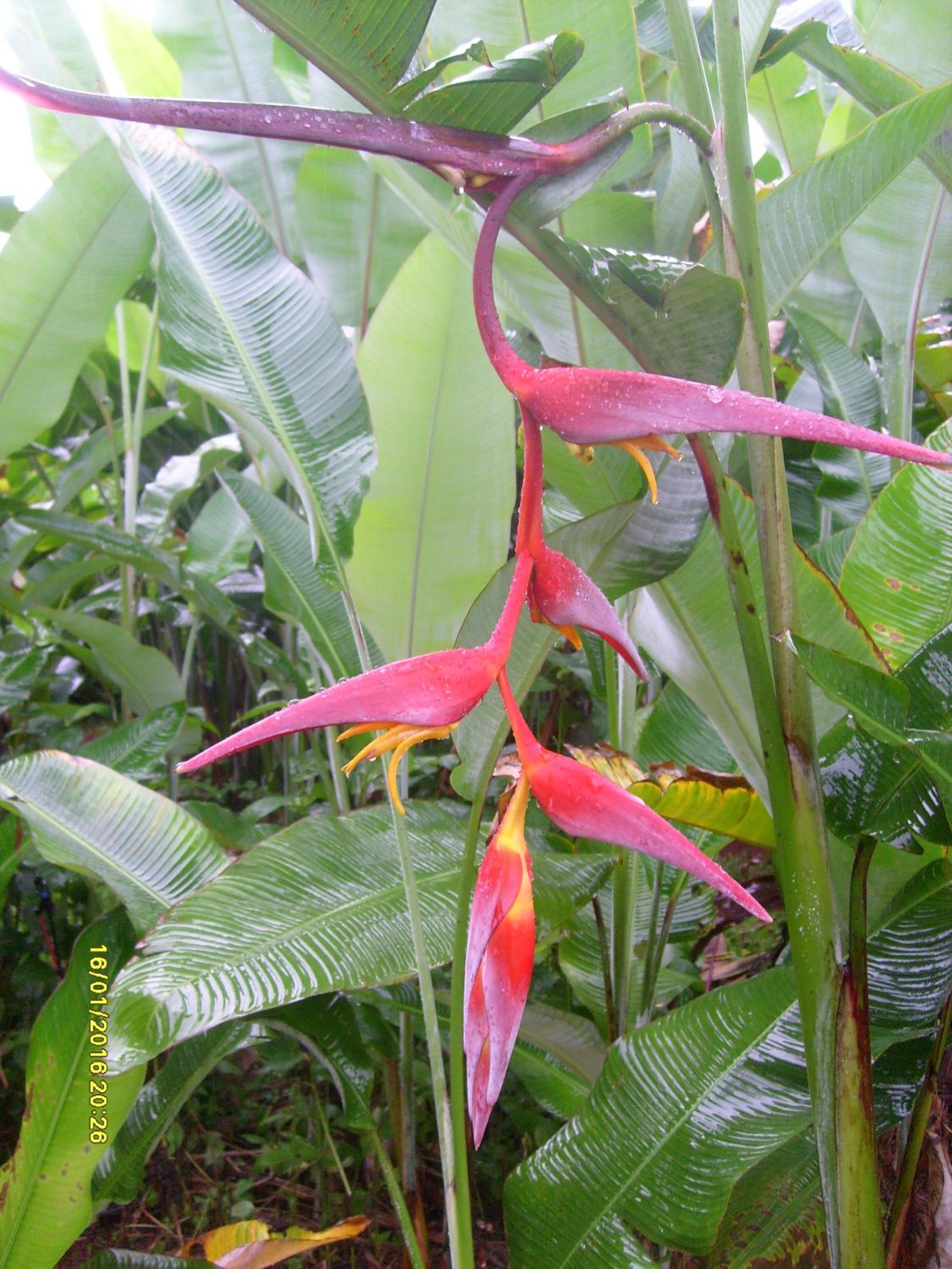 Mena Creek Flower House