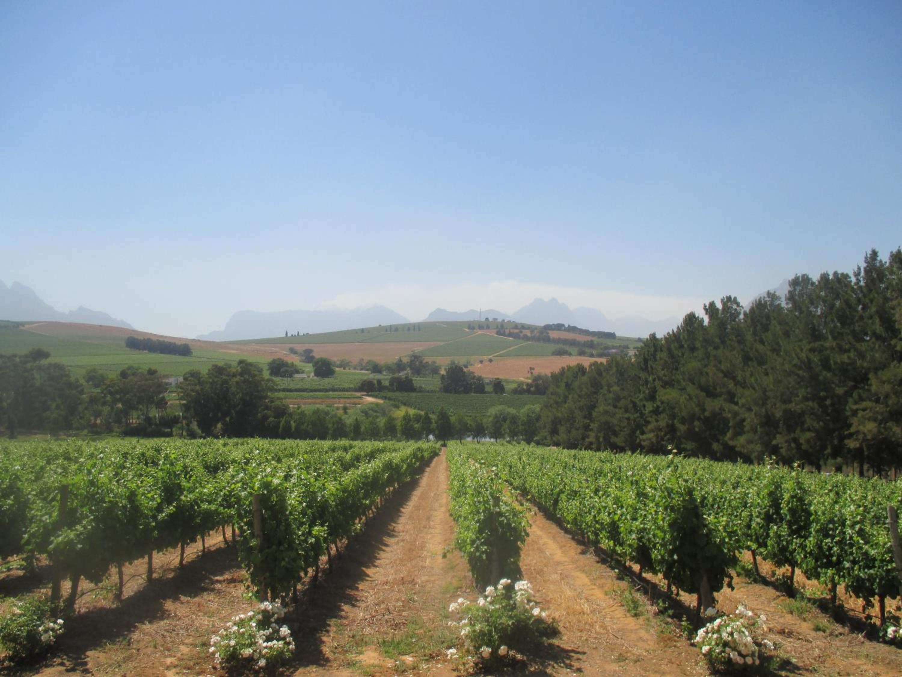 Clos Malverne Wine Estate