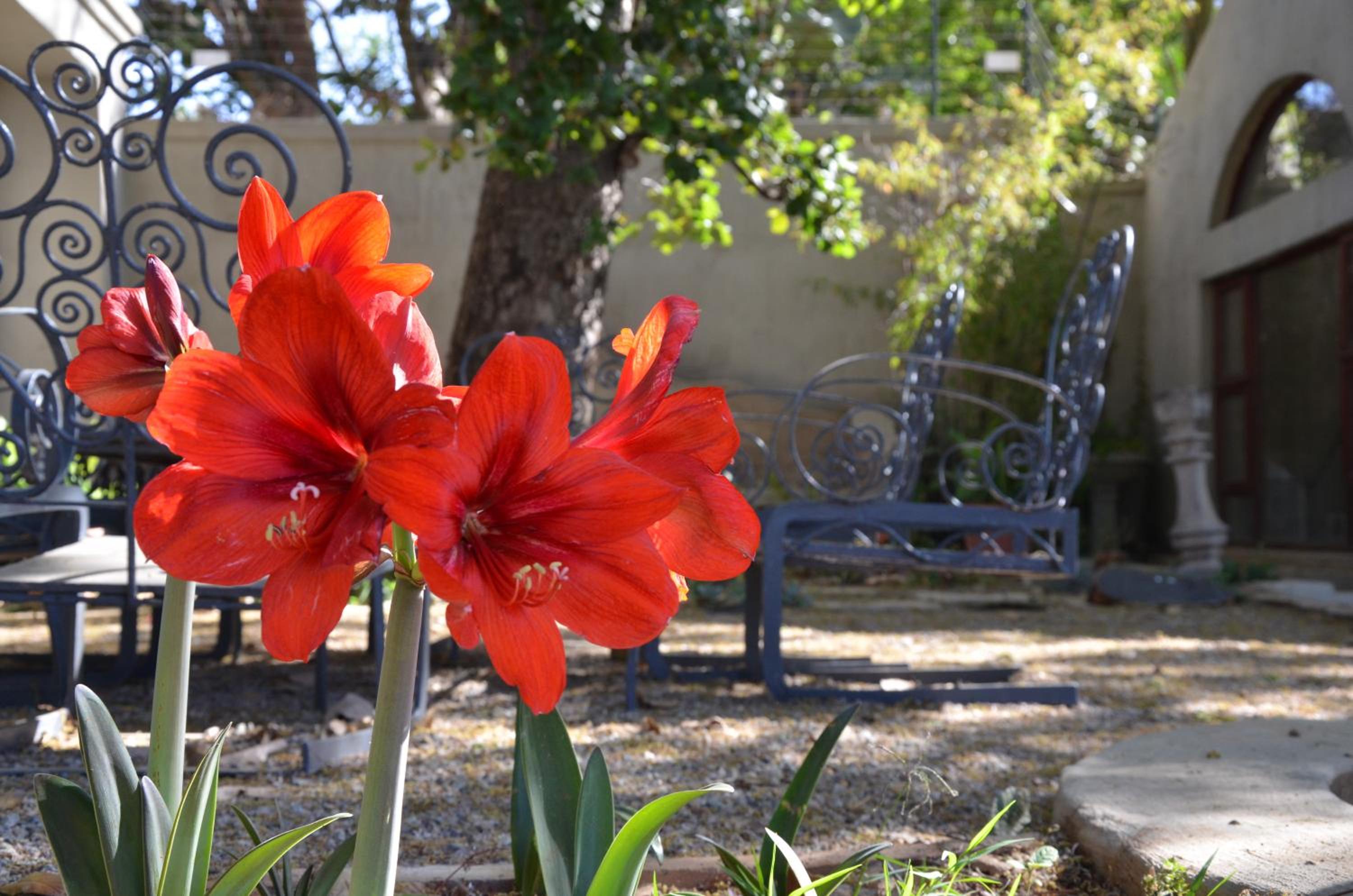 Shepherd's Corner Guest House - Tranquil Boutique Stay in Bryanston