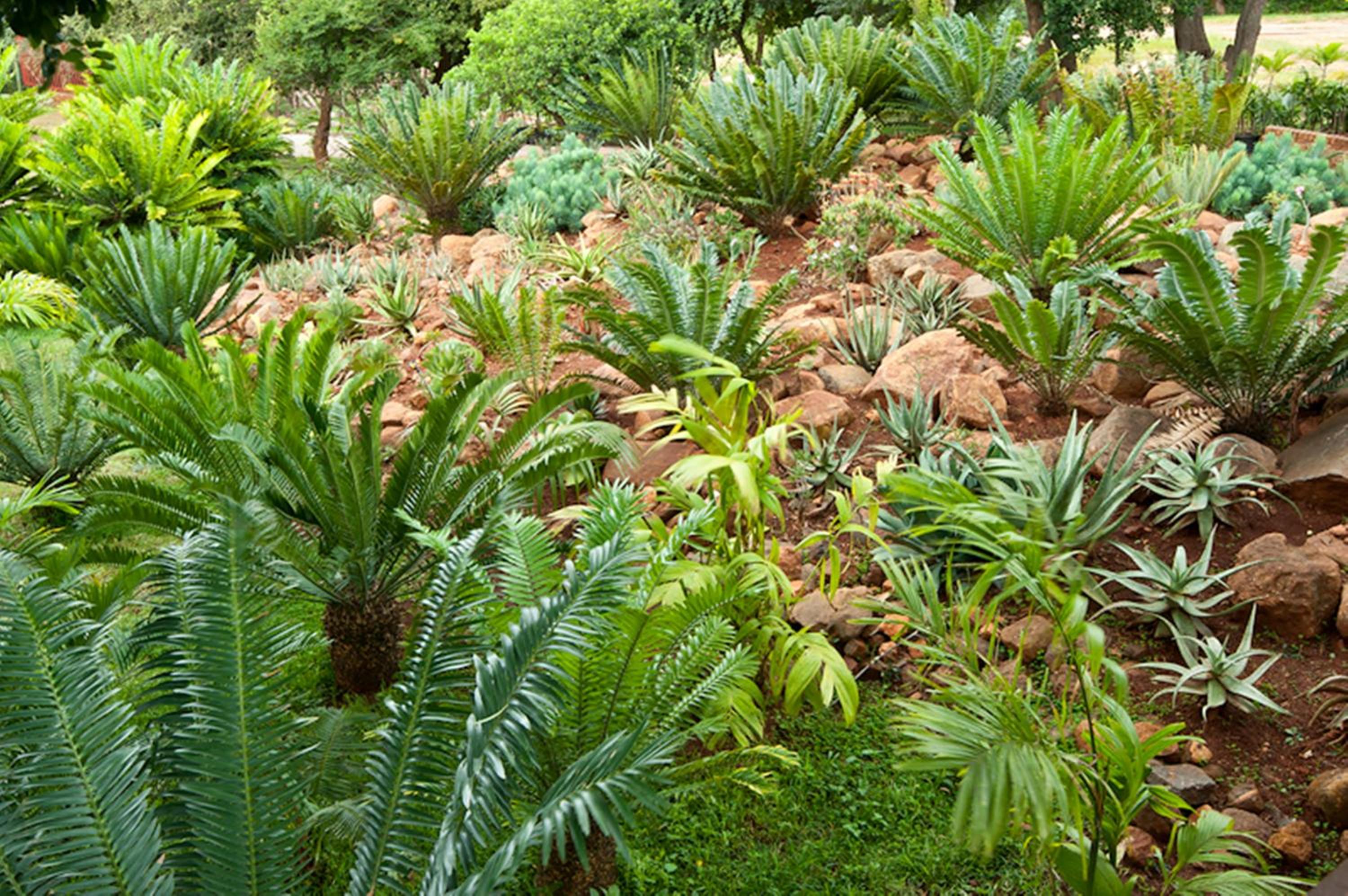 Amafu Forest Lodge