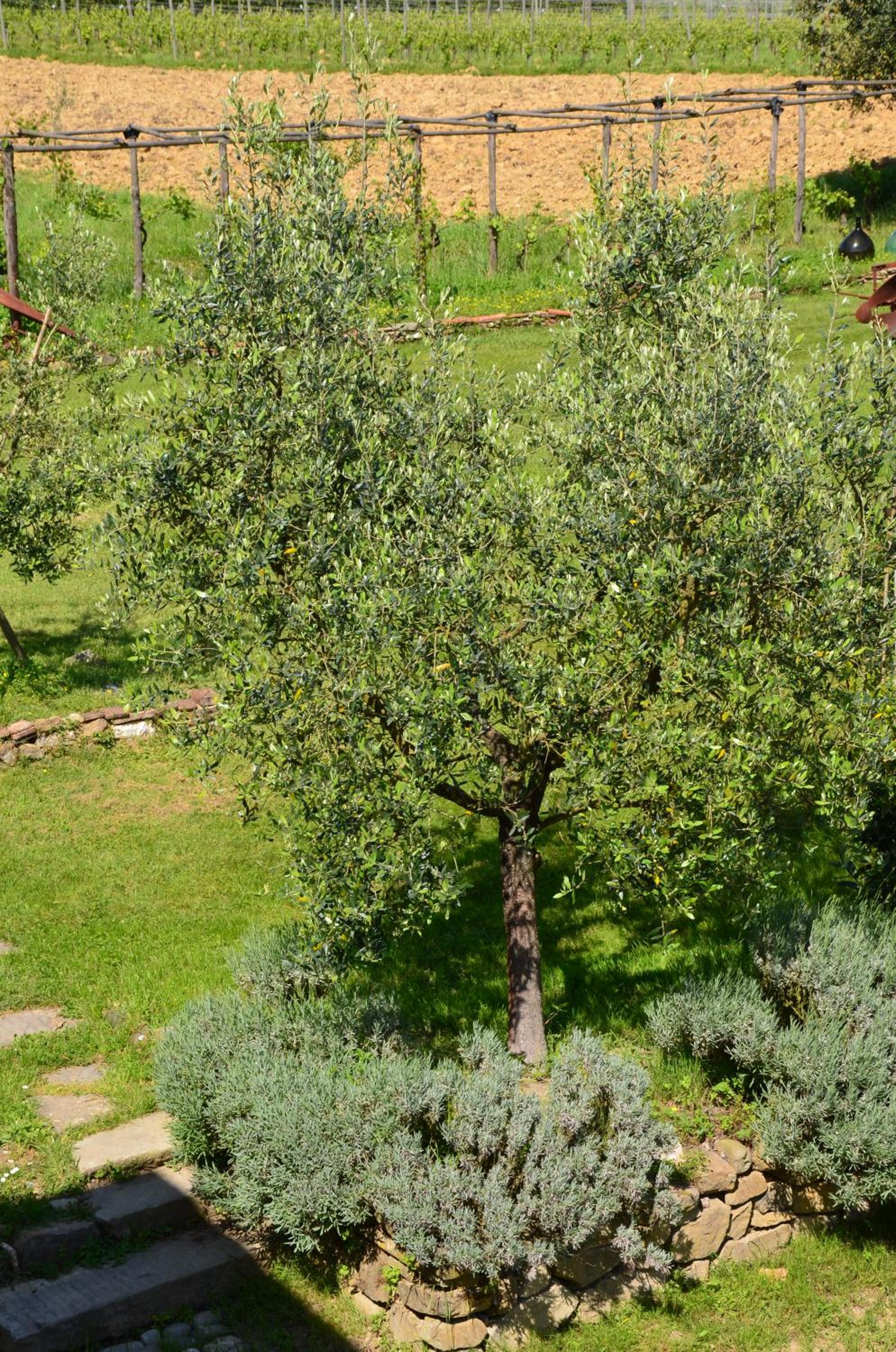 Agriturismo Al Podere Di Rosa — photo 36