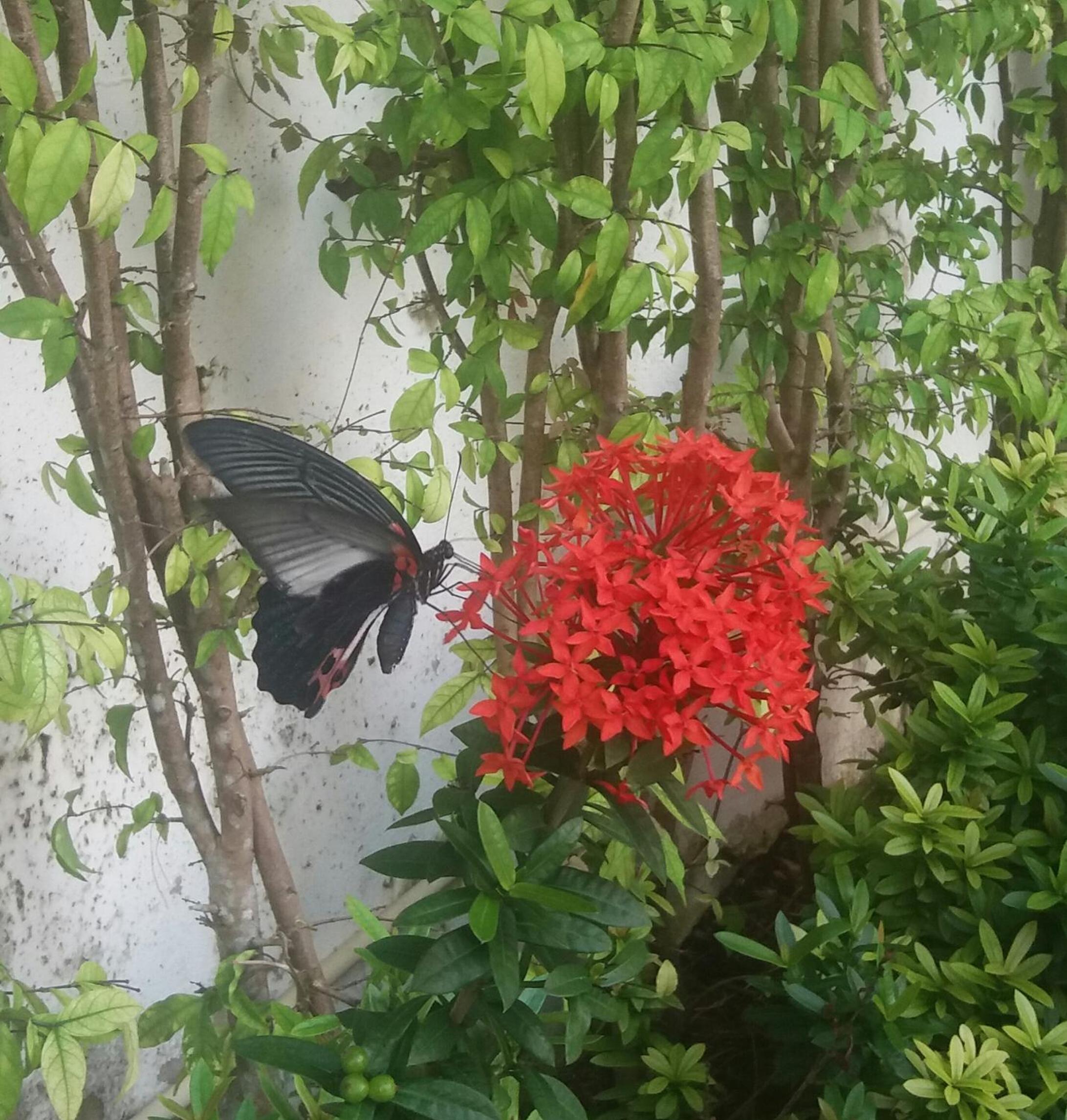 Green House Phuket