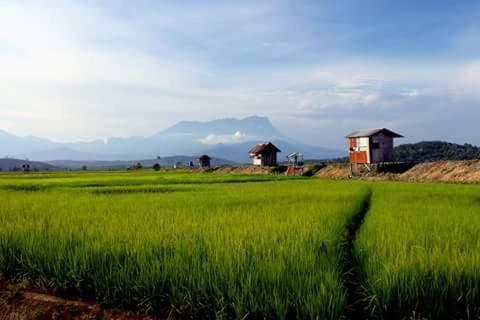 Taun Gusi Village Homestay