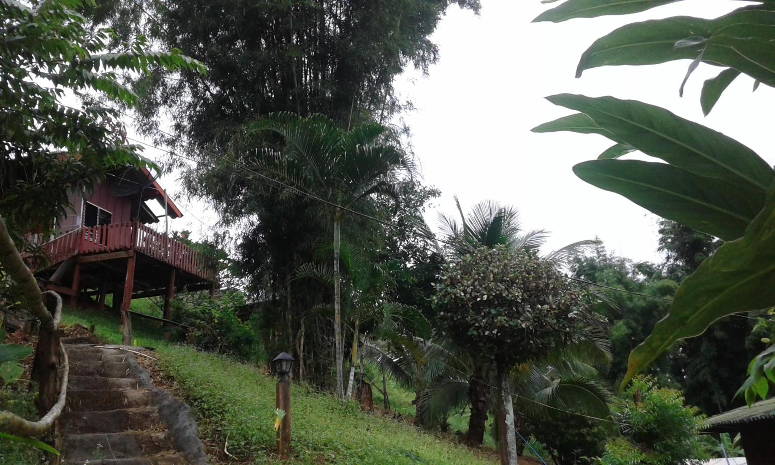 Forest Guesthouse