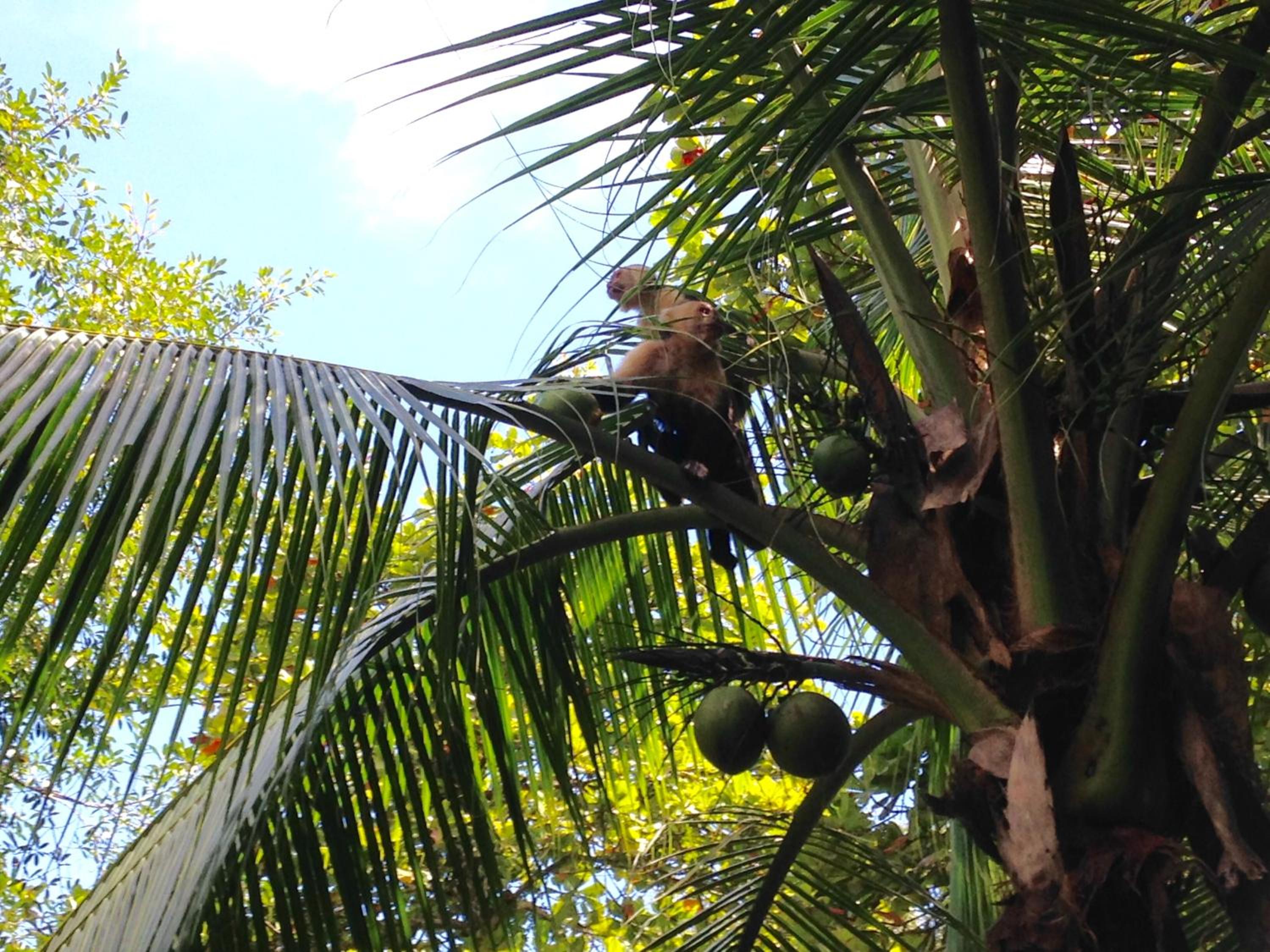 Casa Manglar Villa