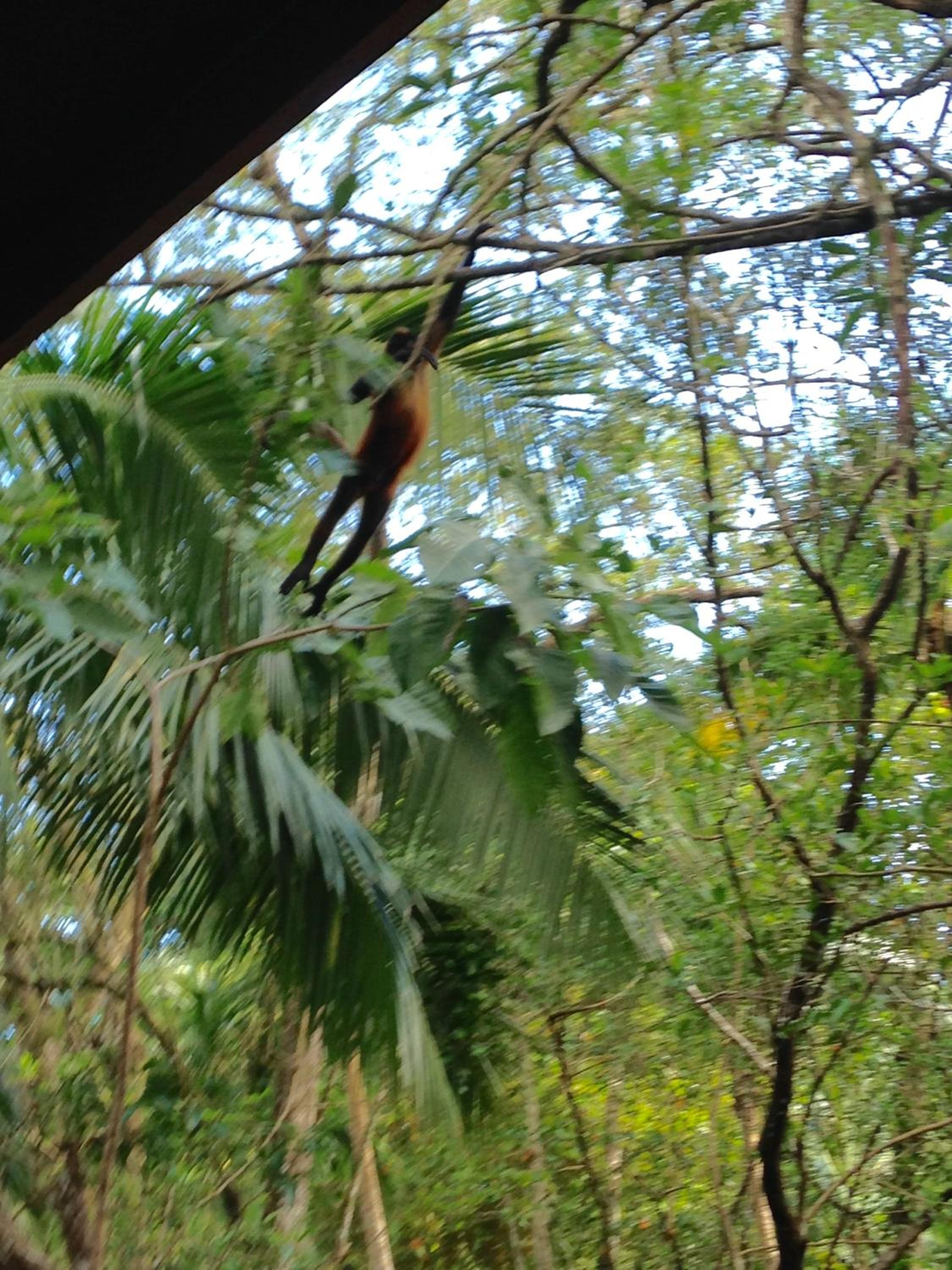 Casa Manglar Villa