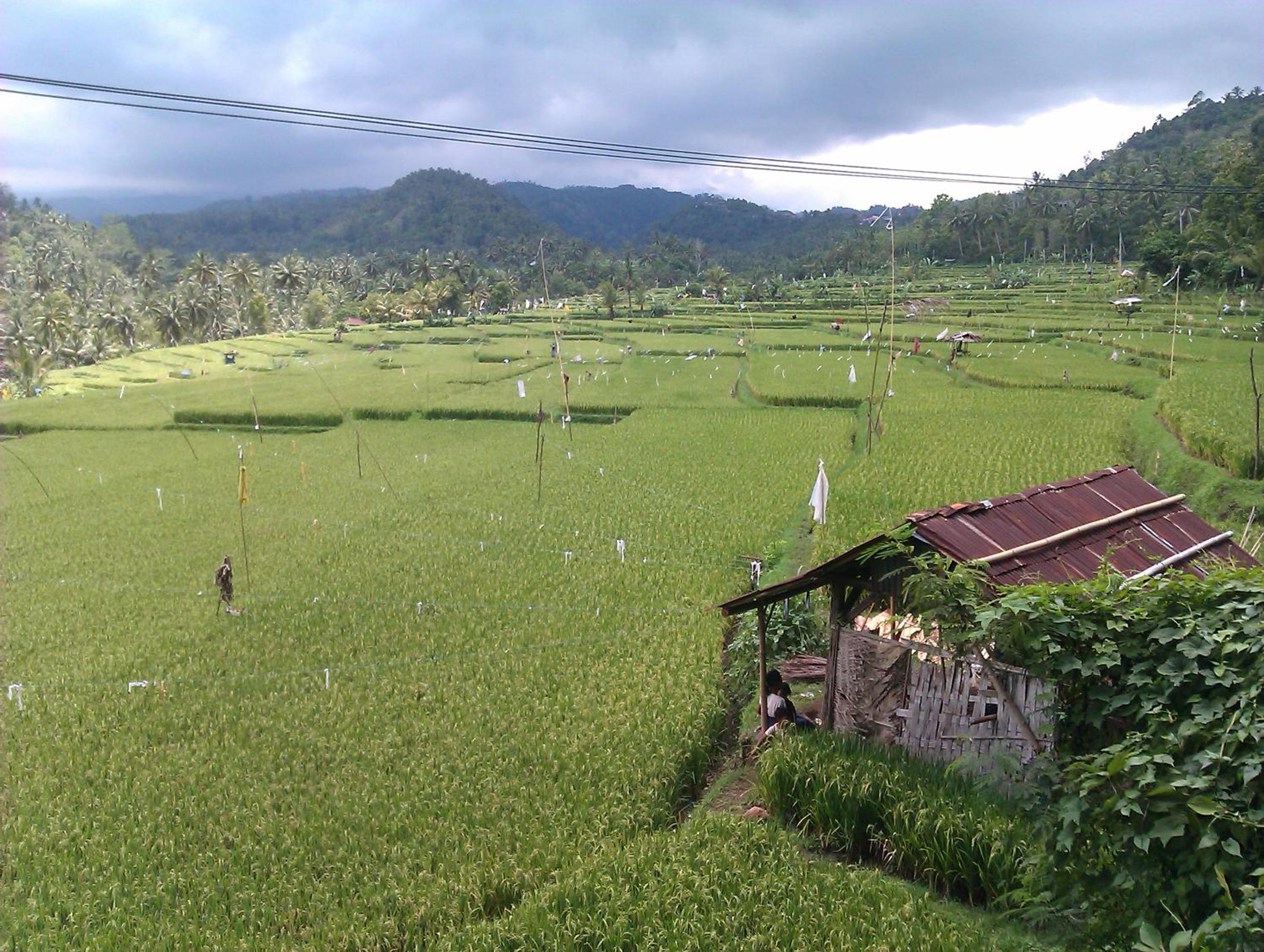 Yoga Homestay view 4