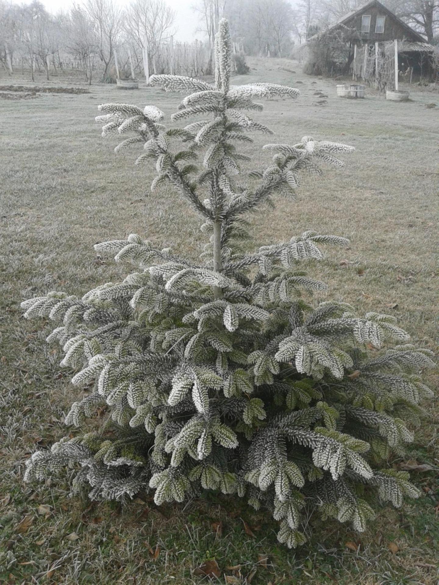 Photo 41