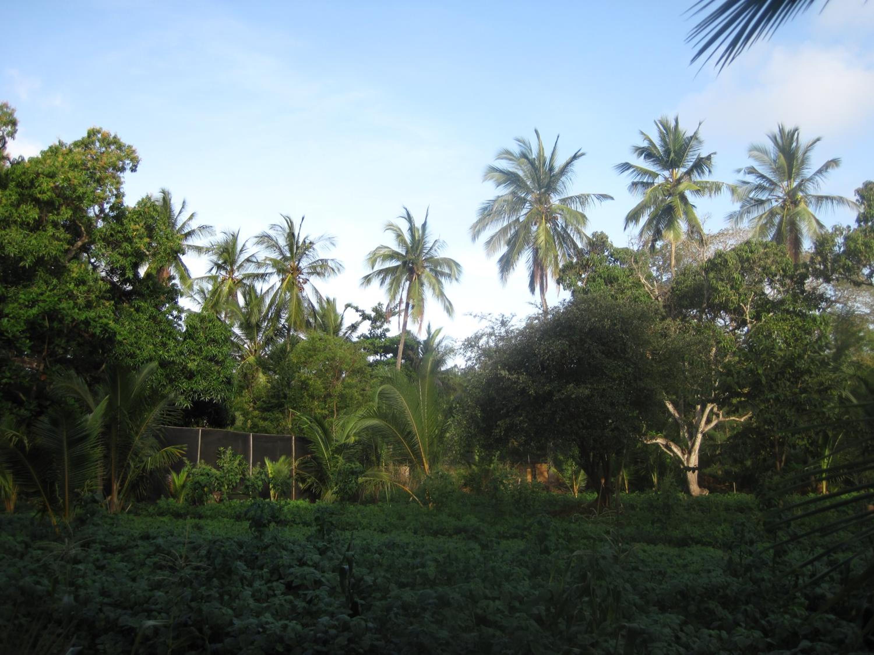 Boko Boko Guesthouse and Porini Restaurant view 5