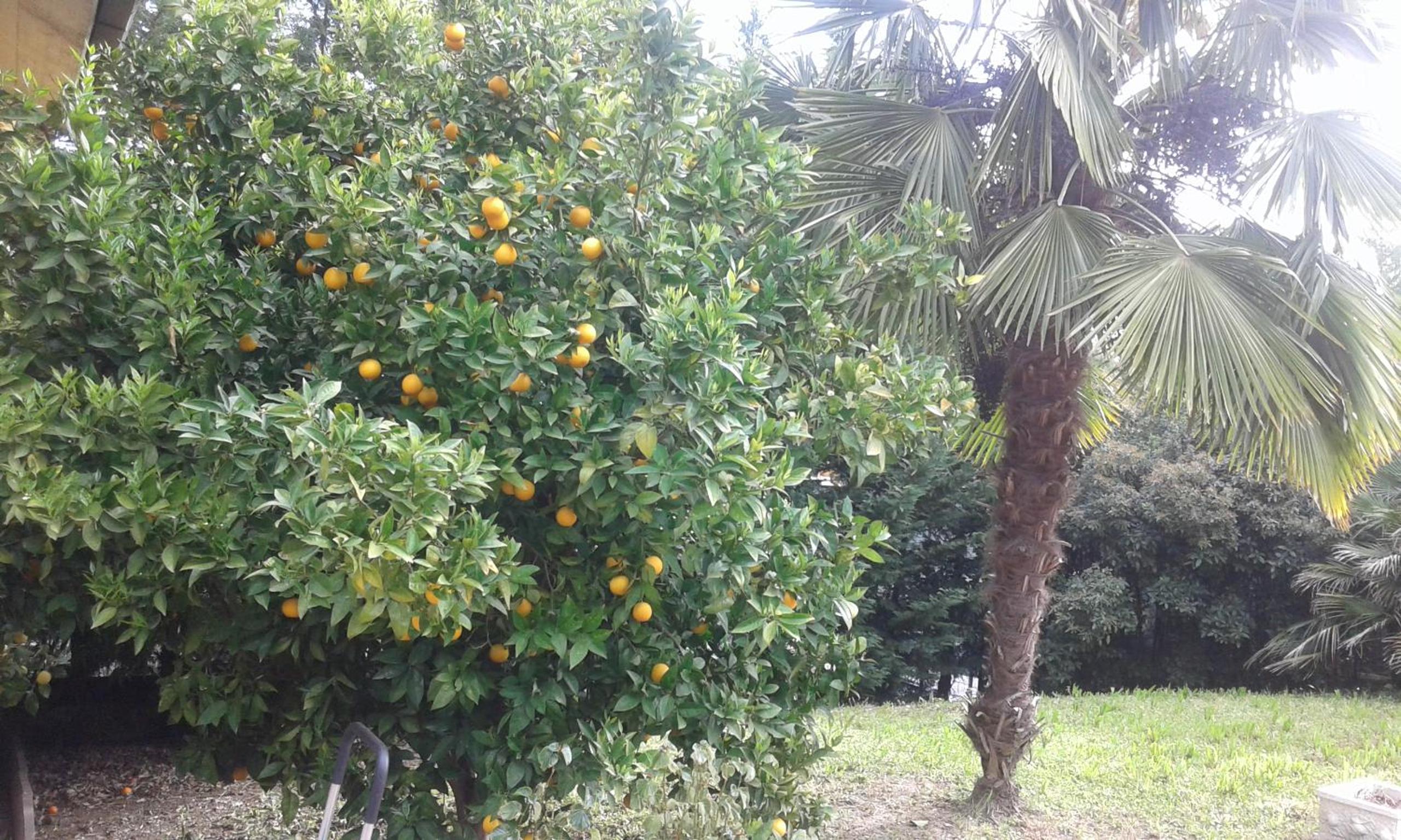 Le Palme view 4