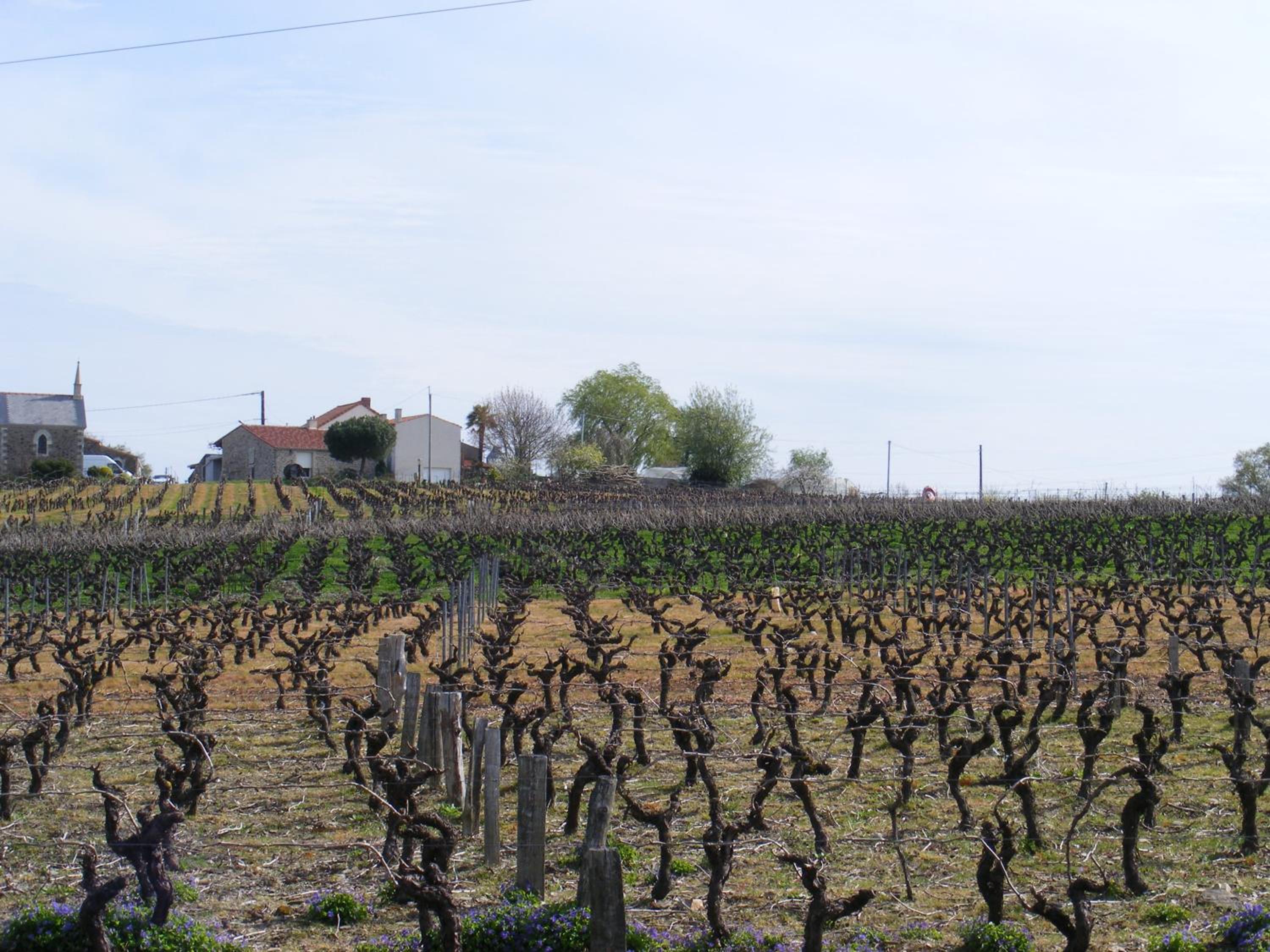 Chambres d'Hôtes Vignes et Loire
