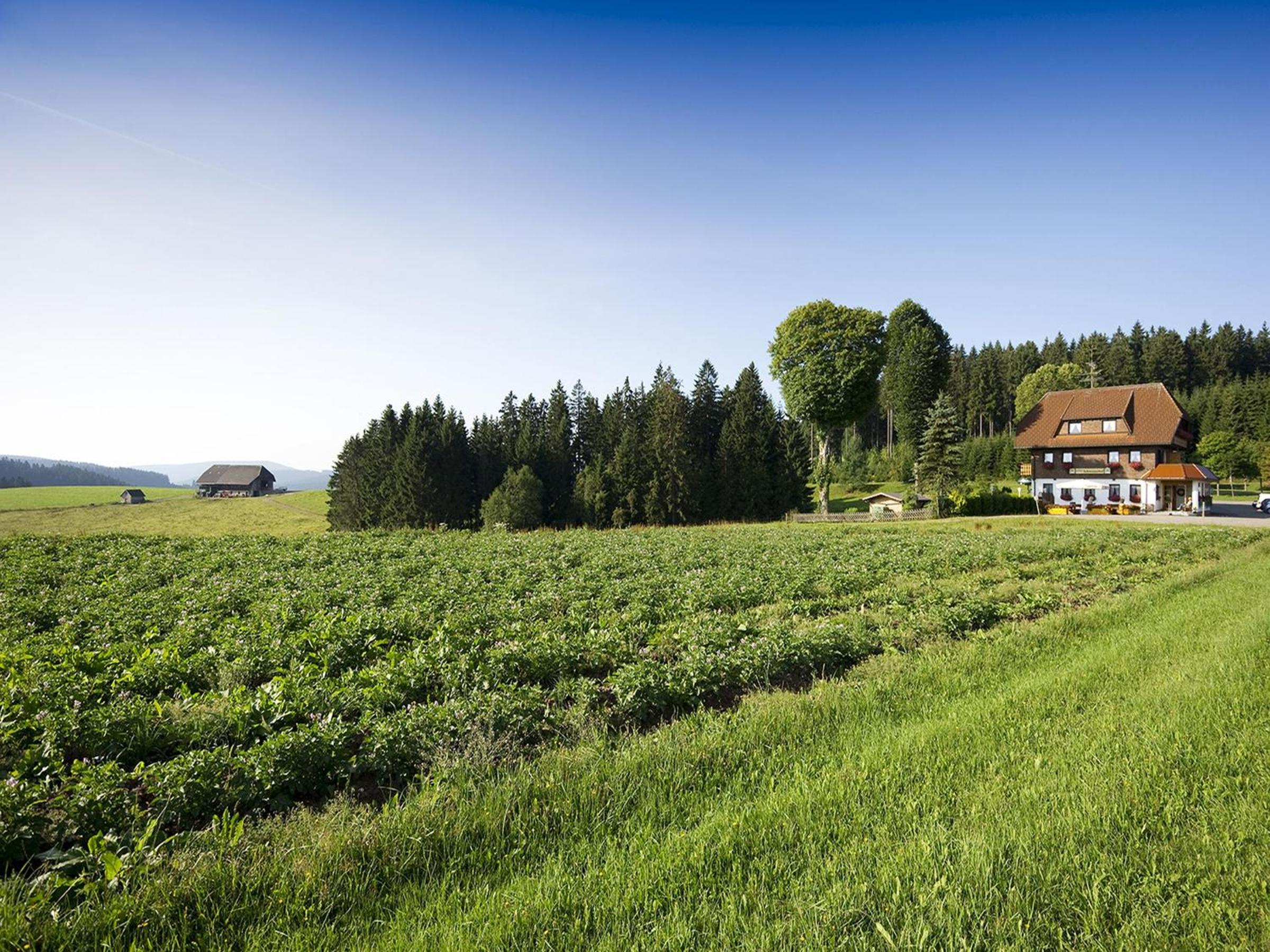 Gasthaus Schweizerhof view 2