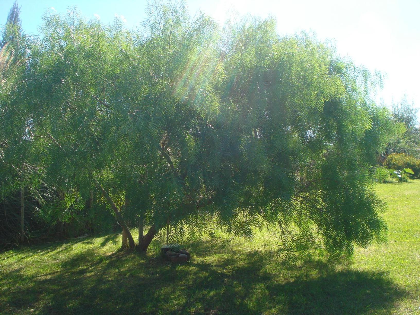 Cabañas Hoja de la Tierra
