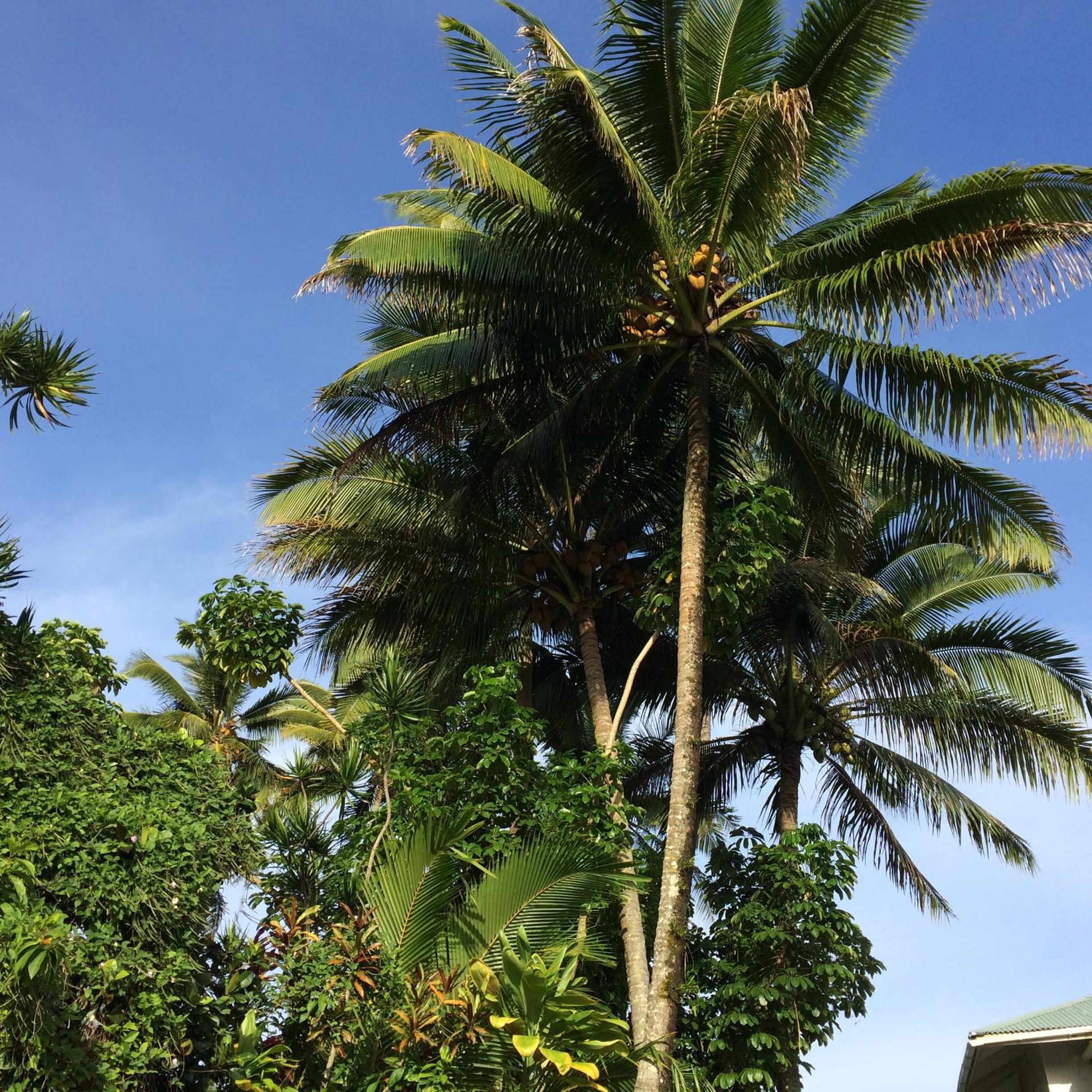Hilo Bay Oceanfront Bed and Breakfast - Property Image 5