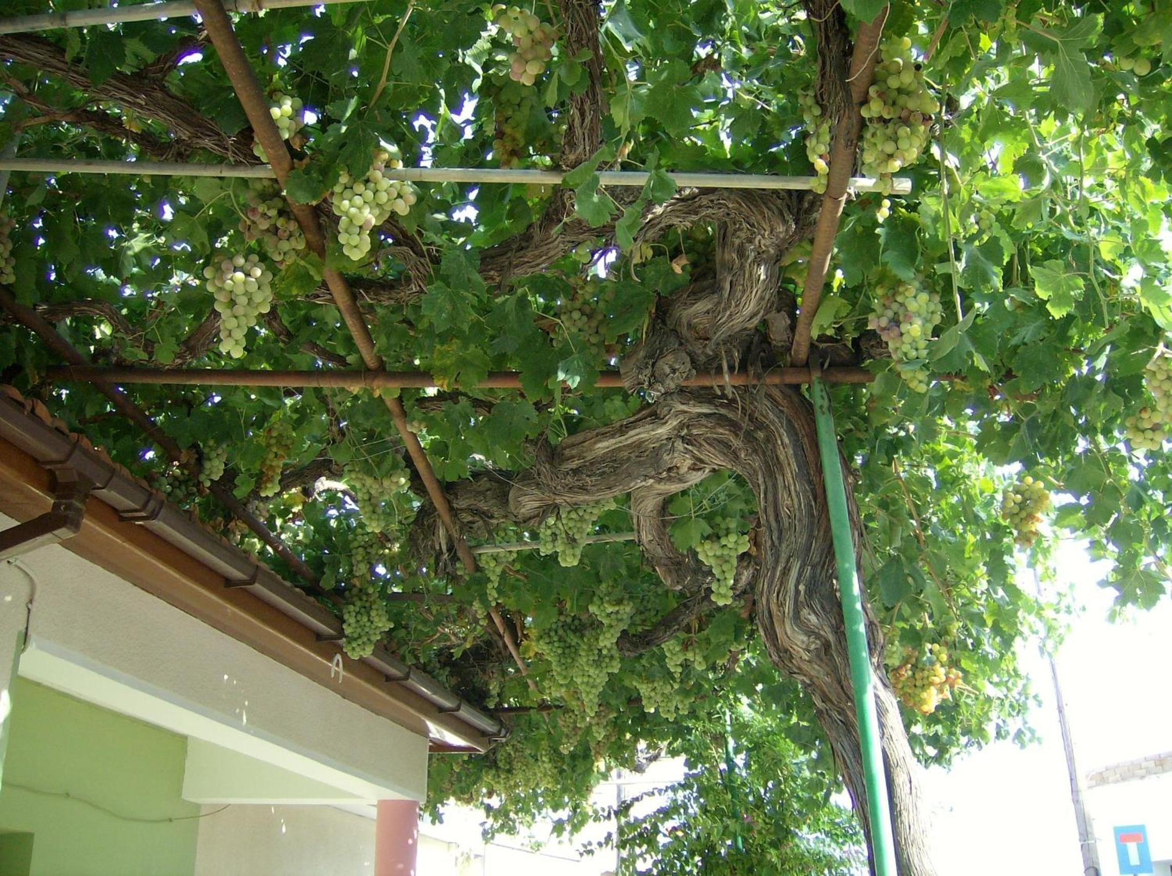 Patriko Village Home
