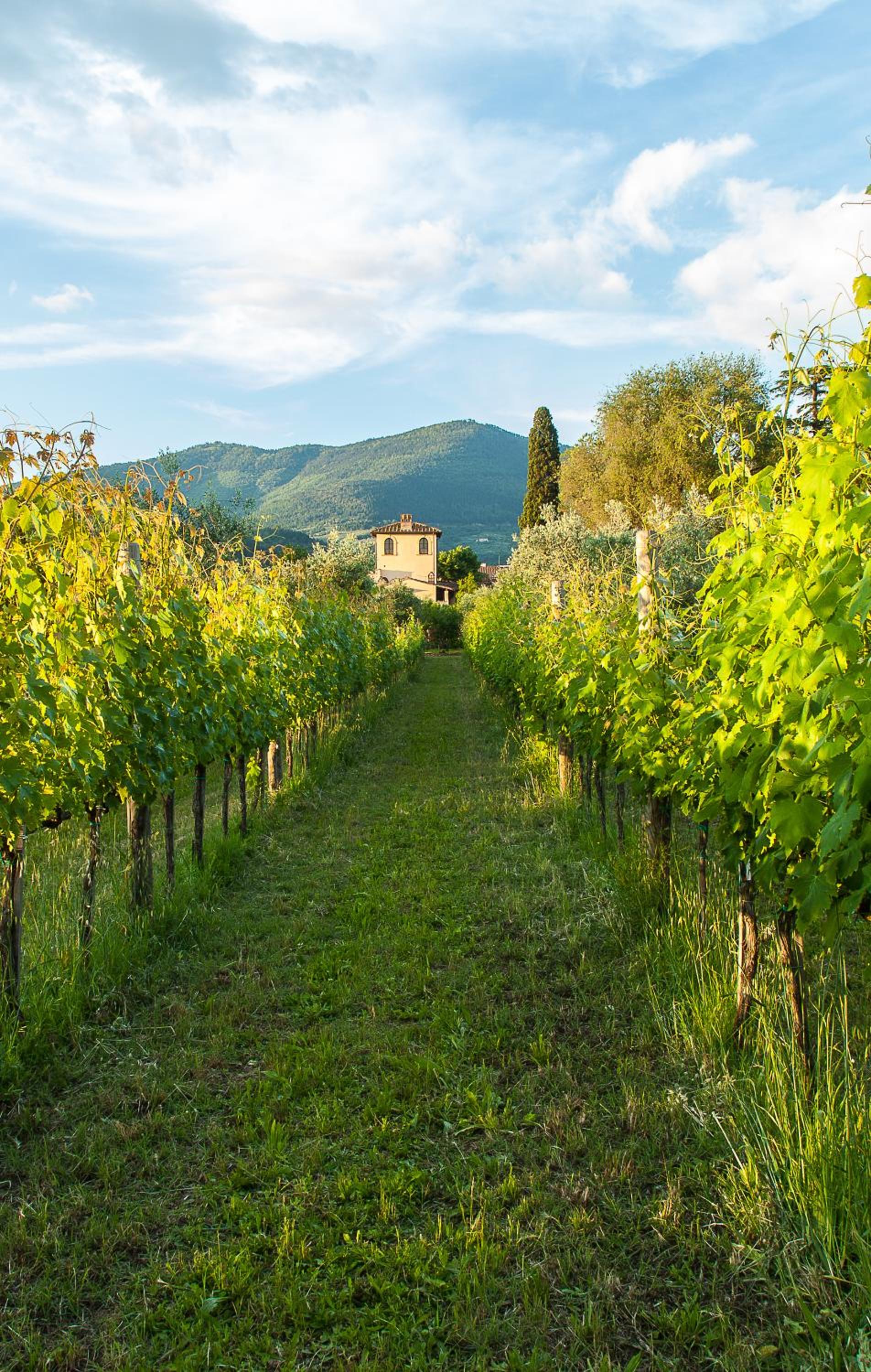 Villa Il Paradisino view 5