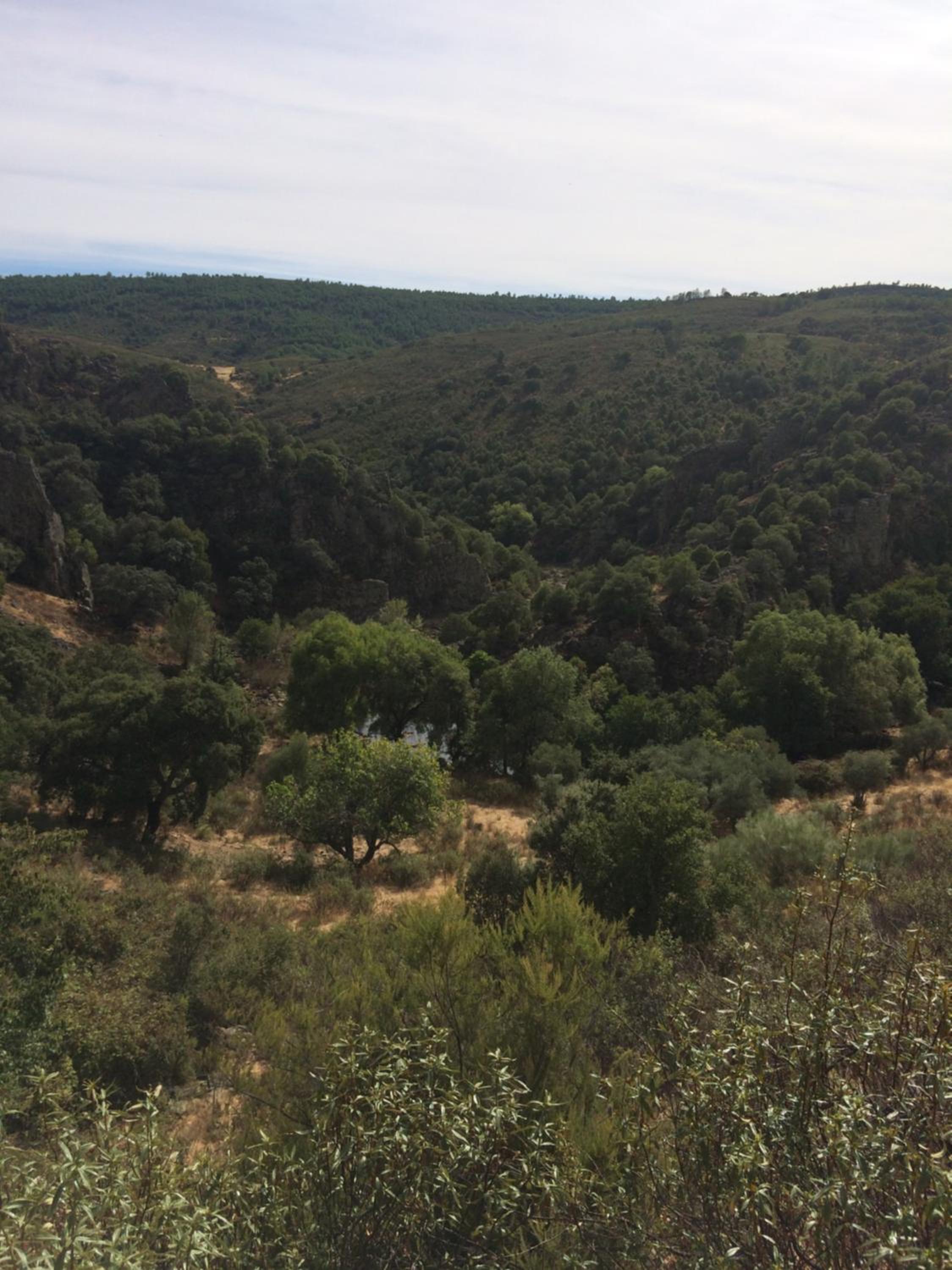 La Cerca Del Alcornoque
