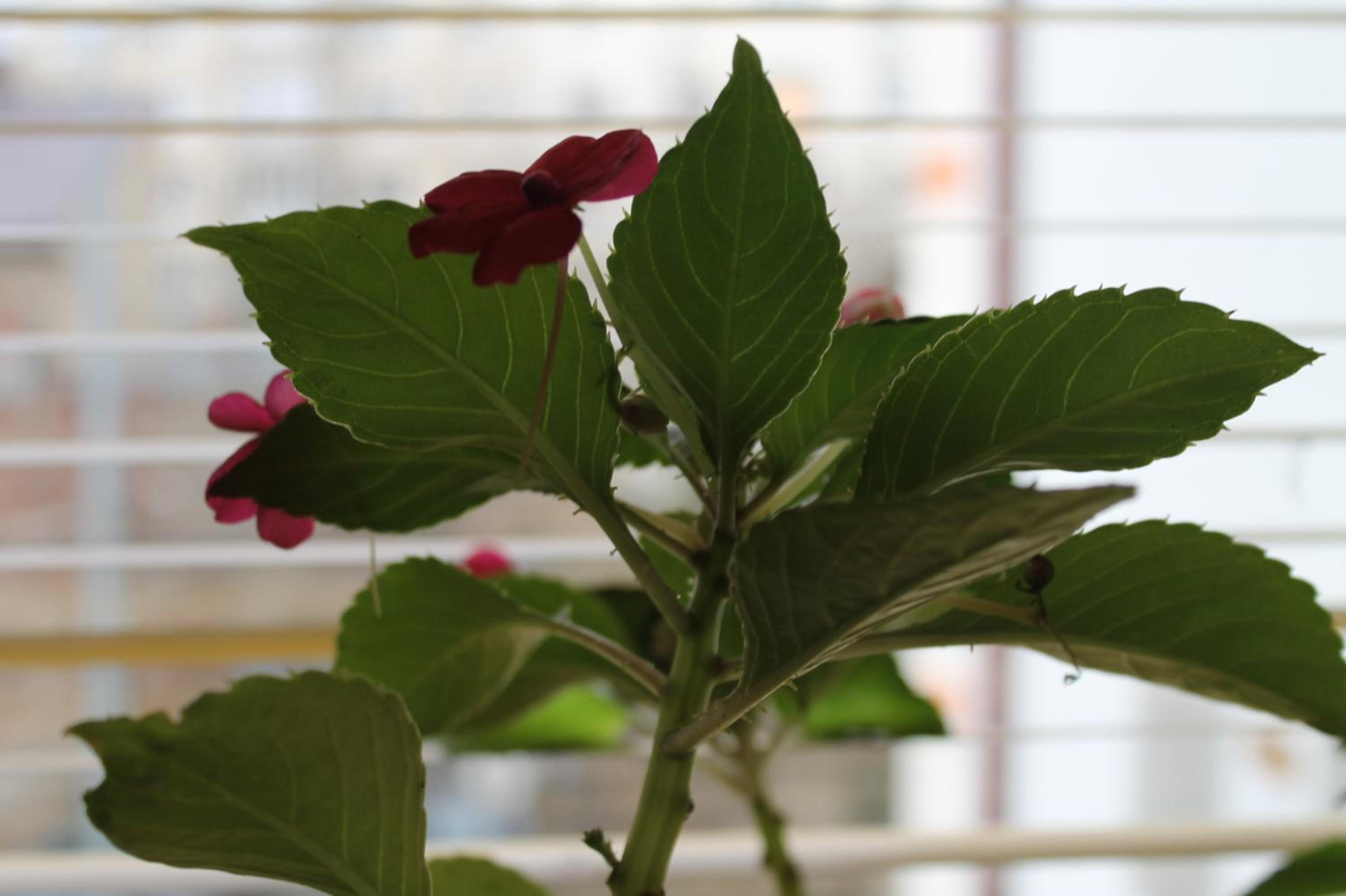 Photo 48