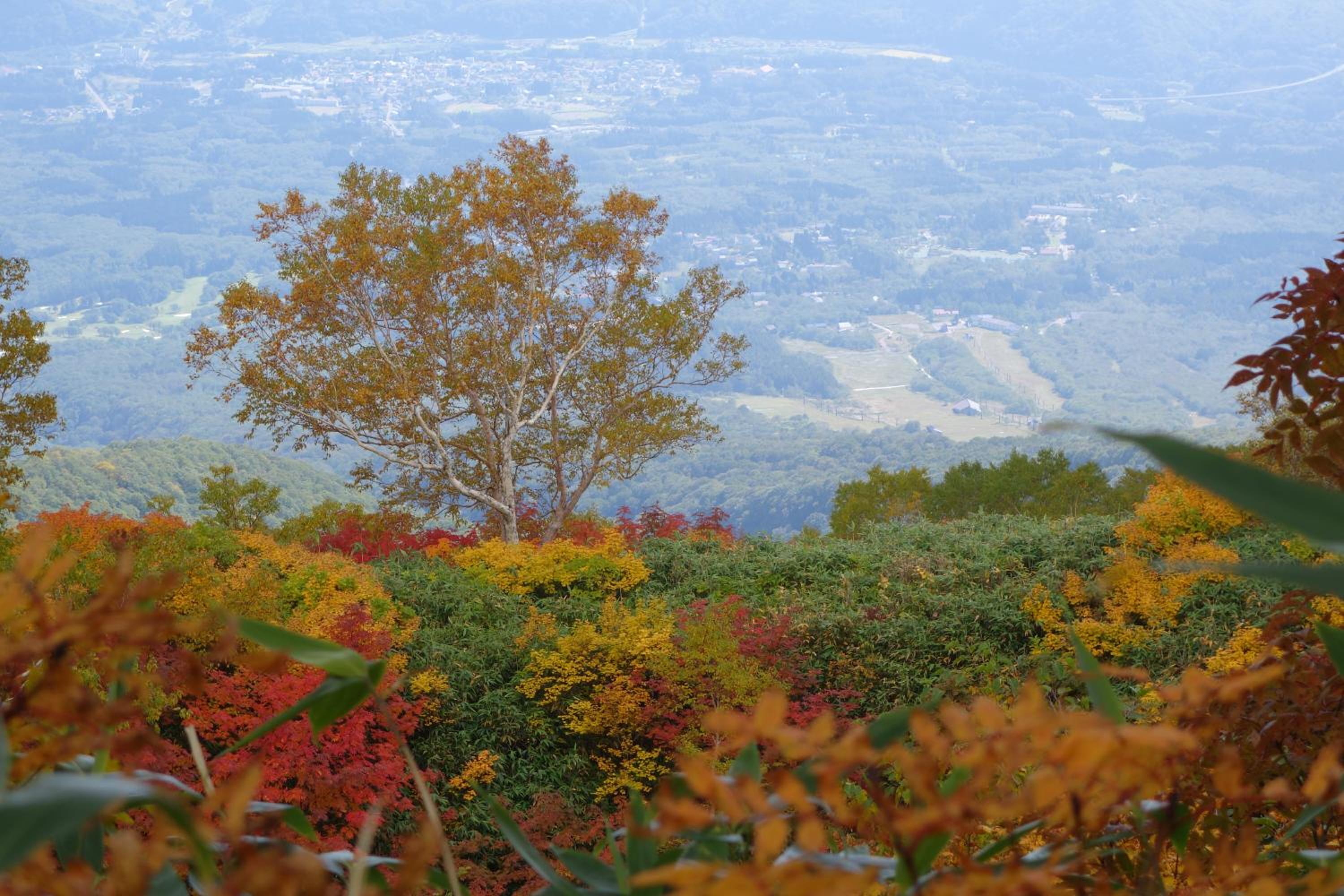 Schole Hakuba