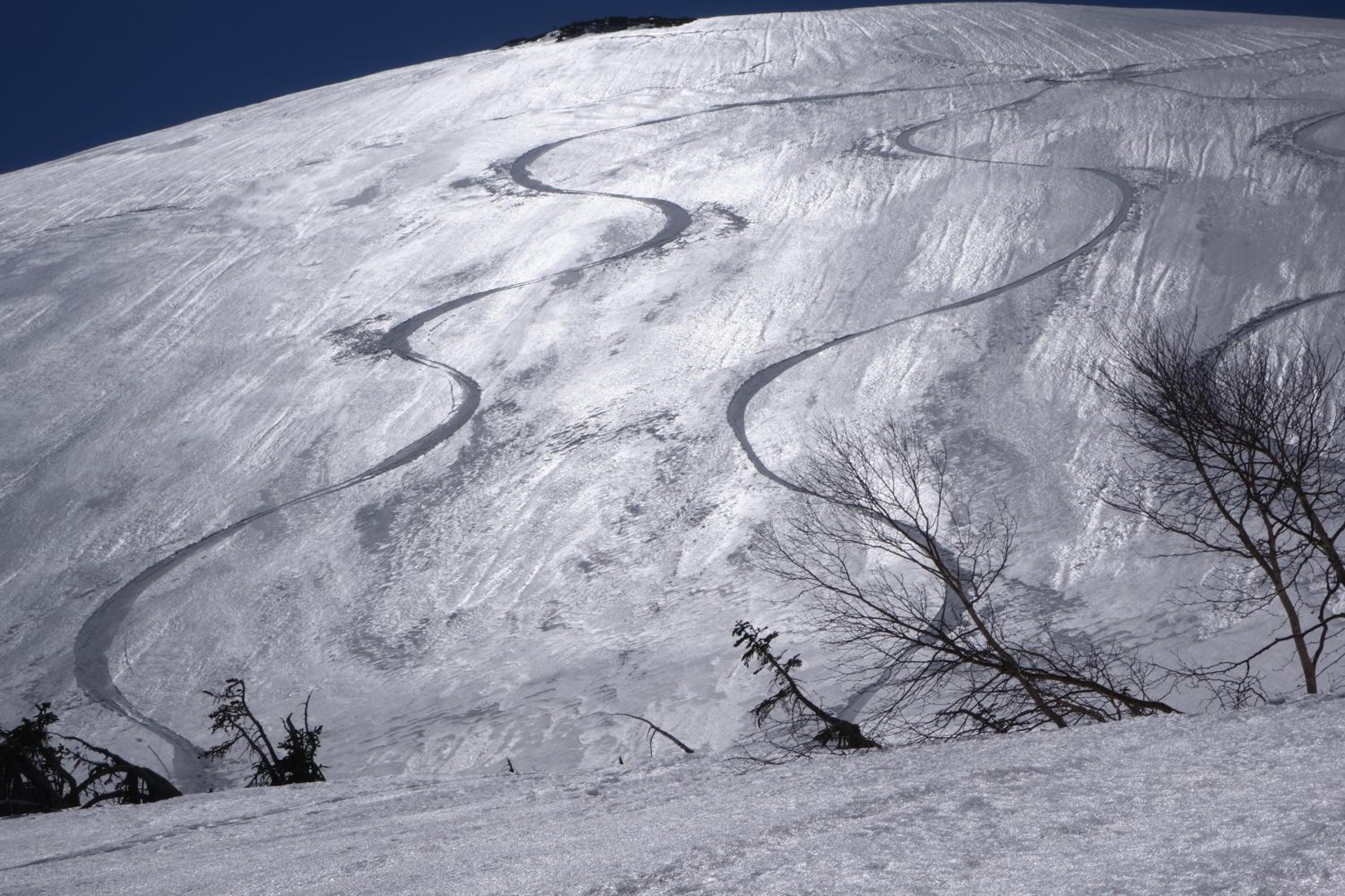 Schole Hakuba