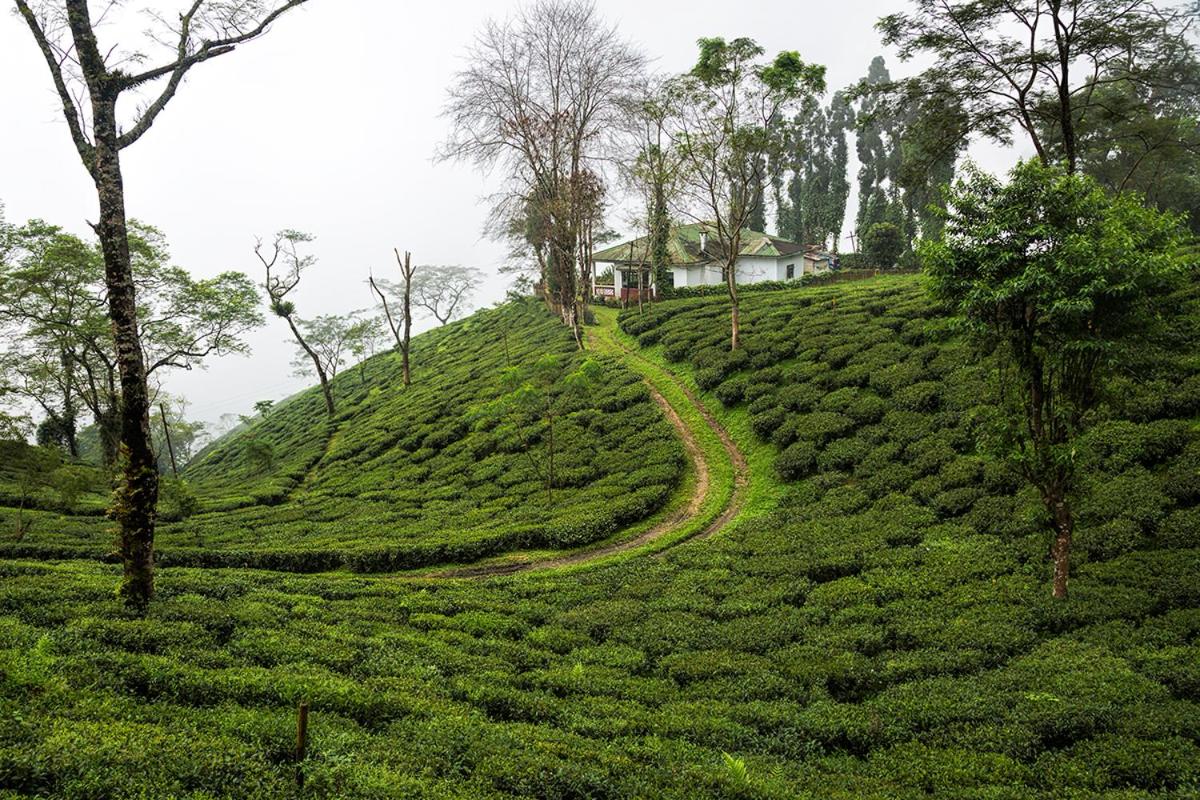 Ging Tea House