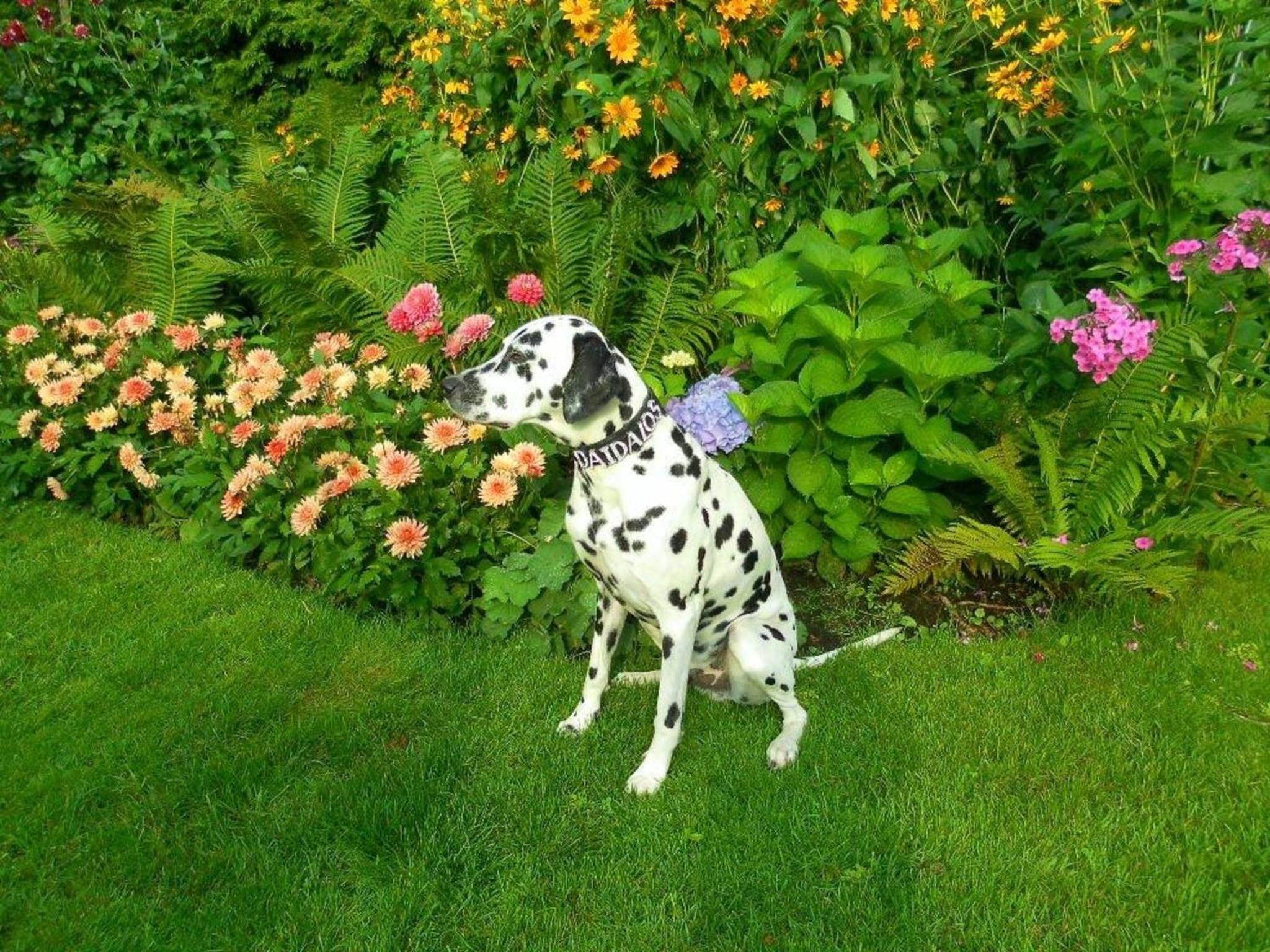 Photo 43