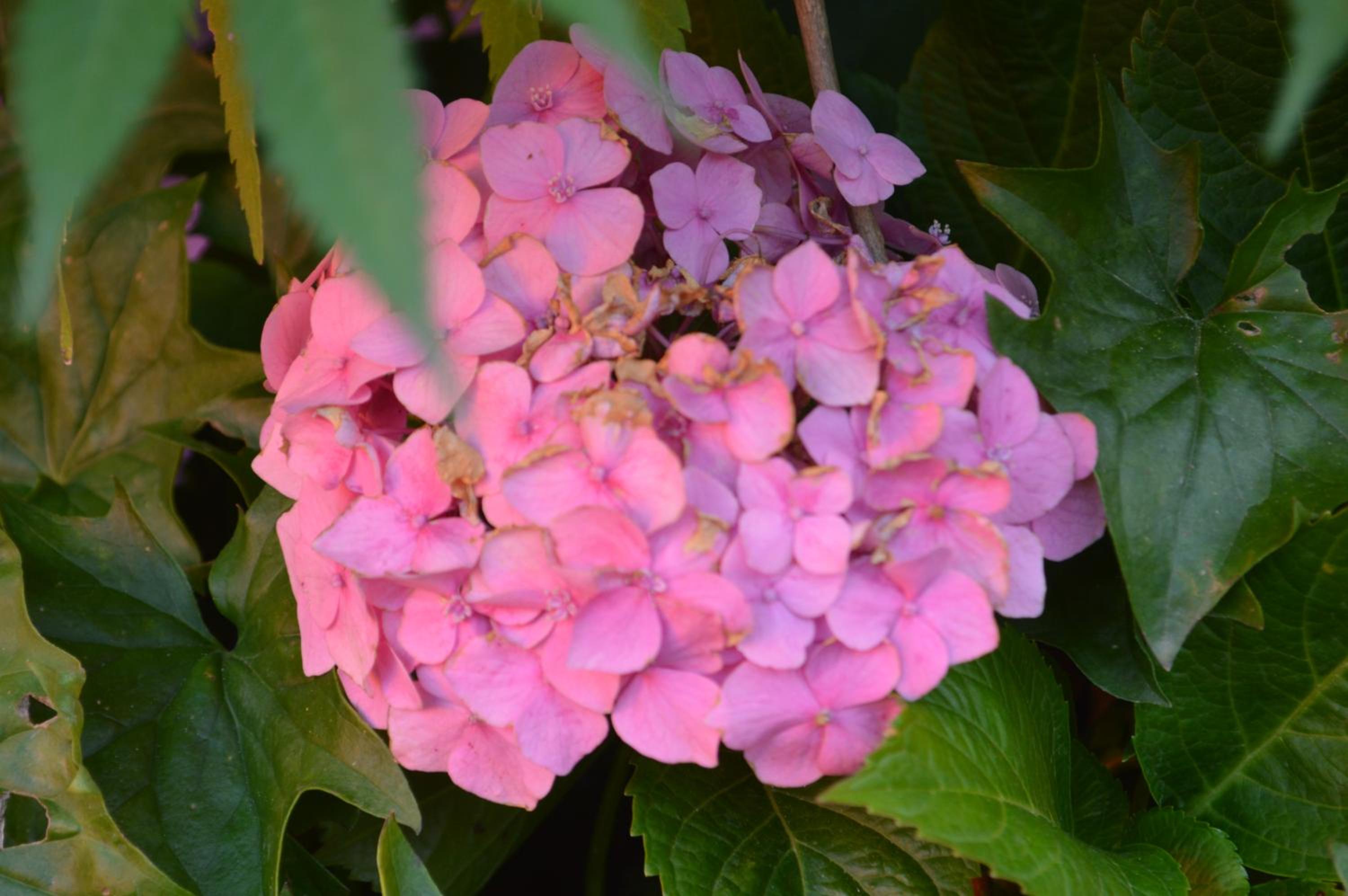 Photo 46