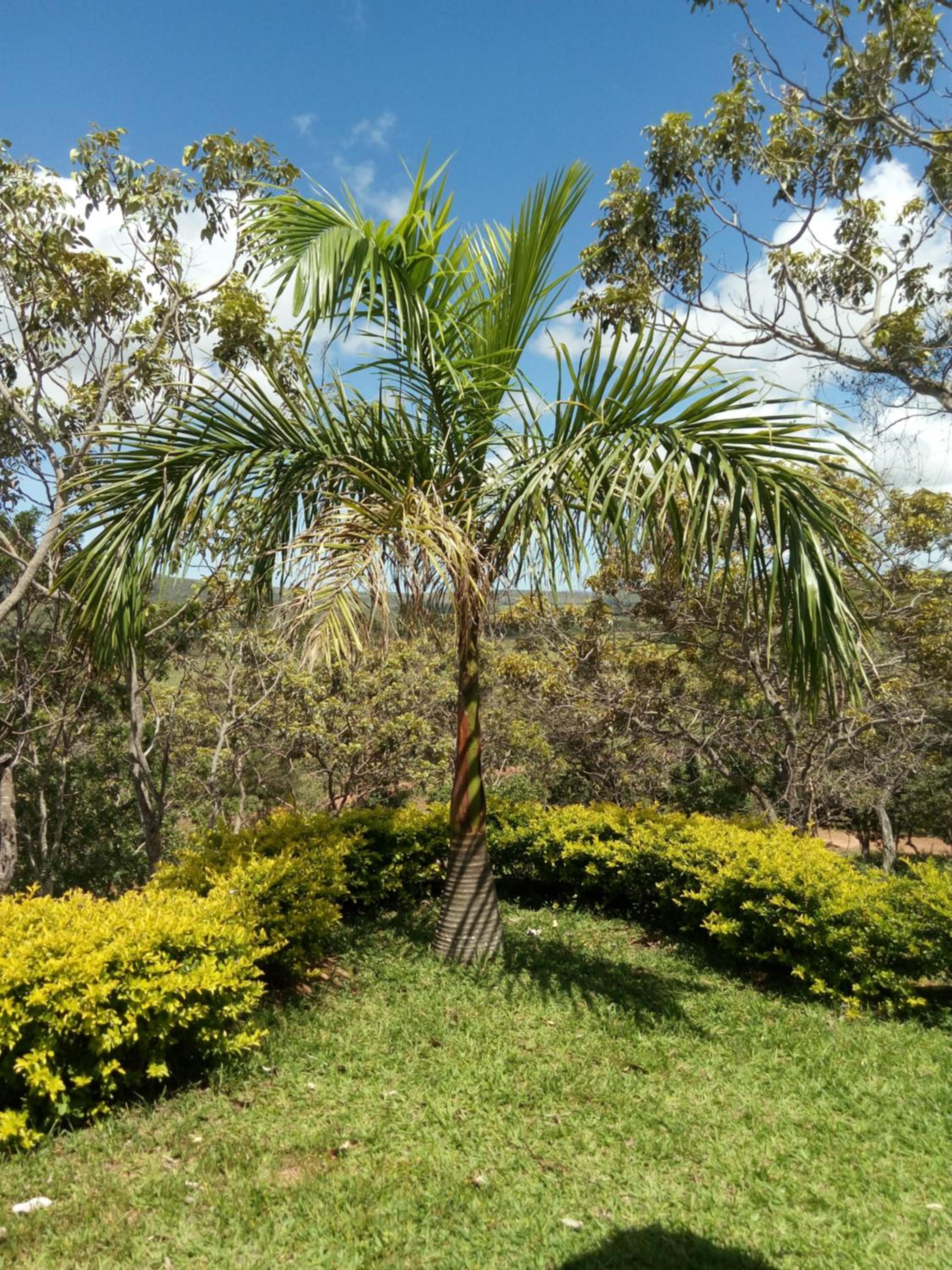 Fazenda Rosmaninho