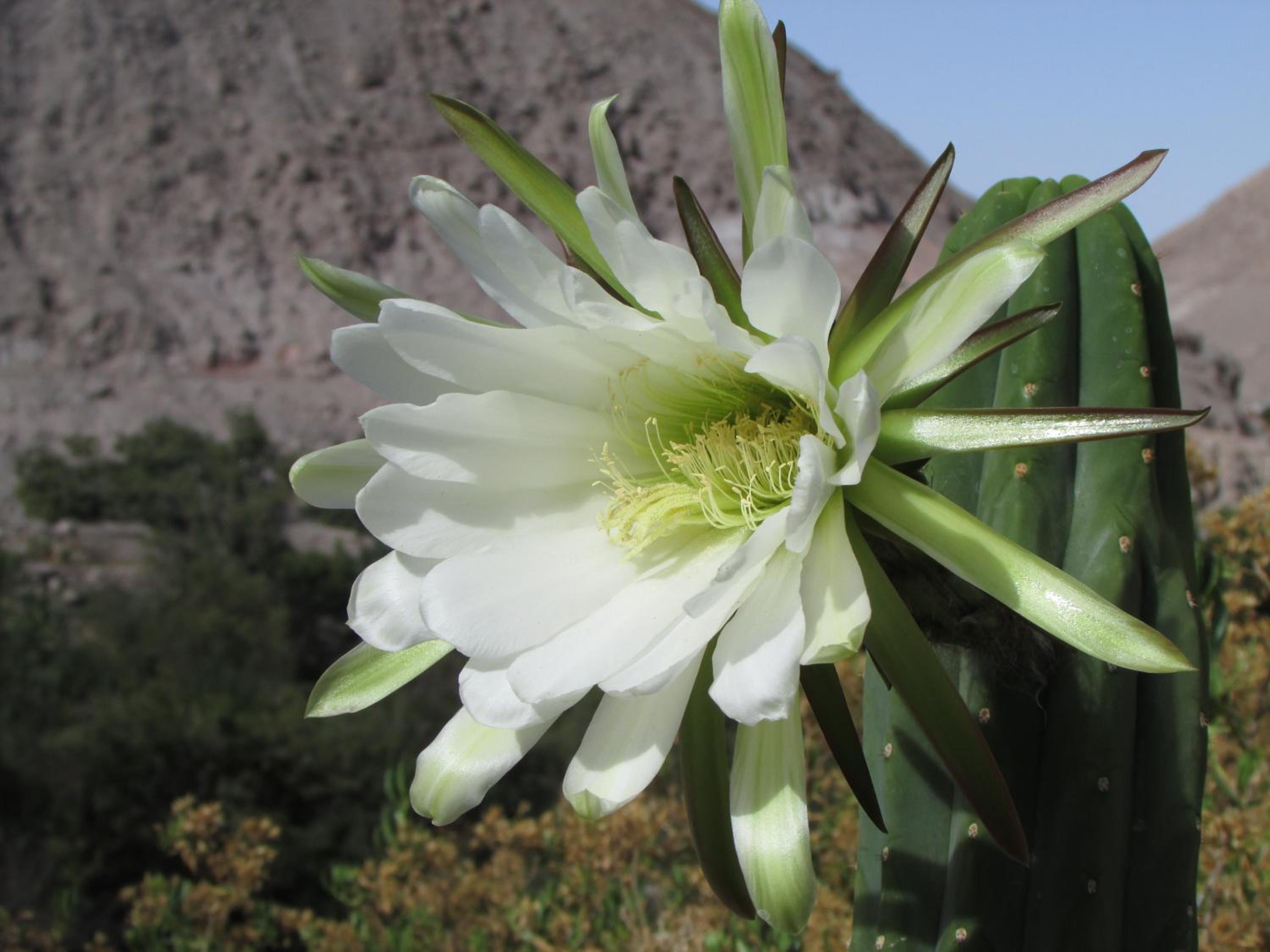 Cabañas Turísticas Guañacagua - Valle de Codpa